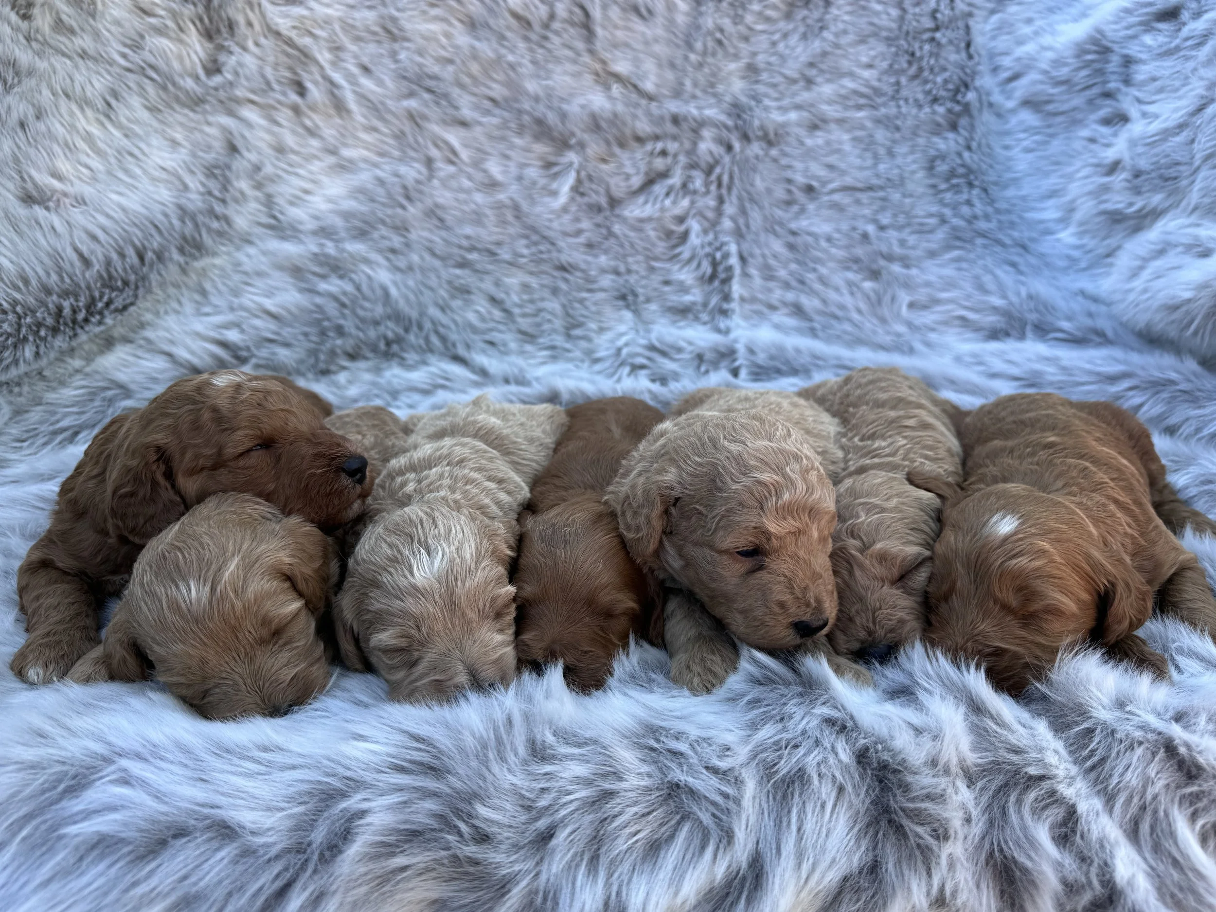 A group of golden retriever puppies sleeping on a soft, furry surface with a flowing river in the background.