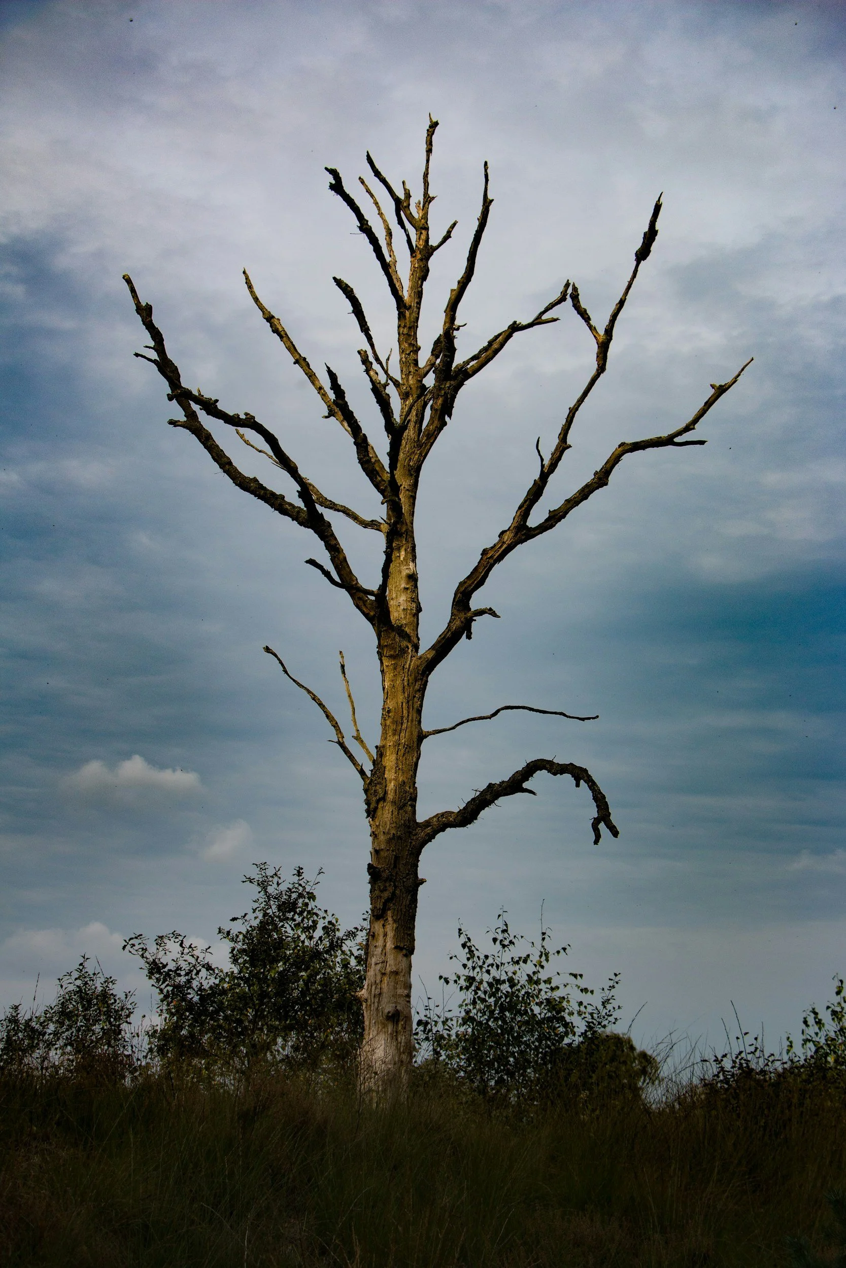 Dead tree ready for removal by Crimson Oaks Tree Service — professional tree removal in Fort Worth, TX