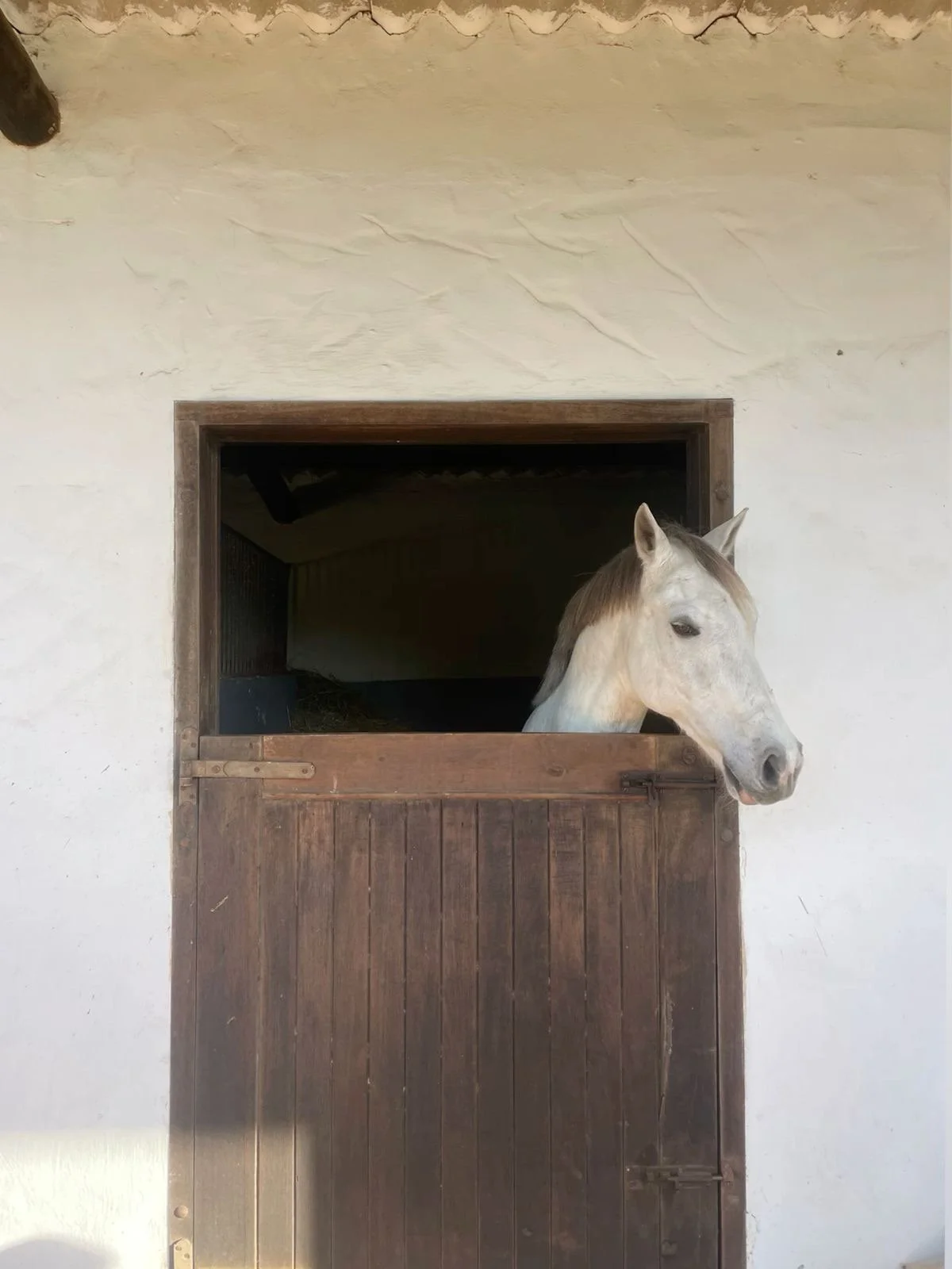 A white horse with a gray mane peeks out of a horse stable window, with a white textured wall in the background.