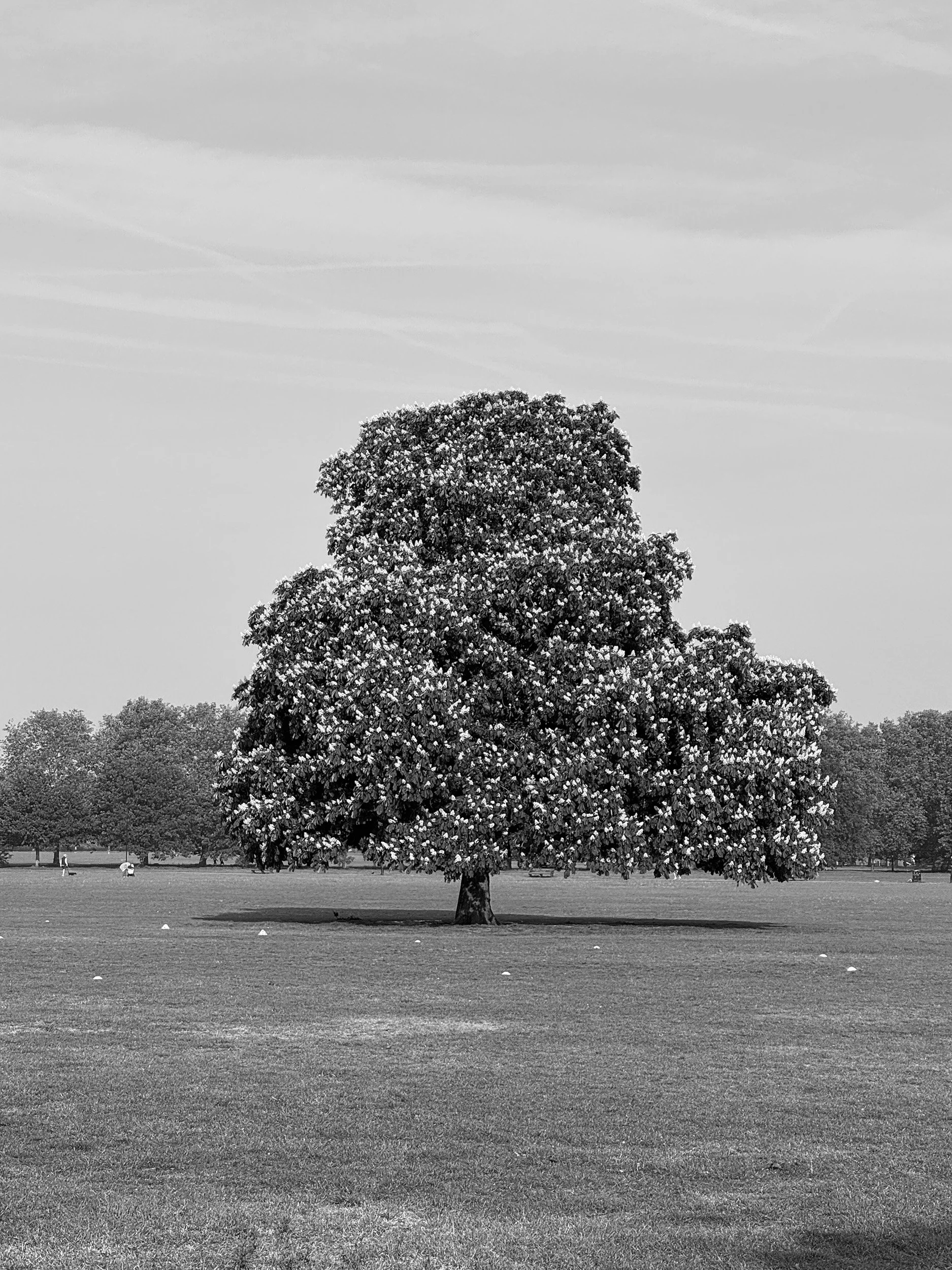 Tree is Summer. Yoga and Ayurveda workshops