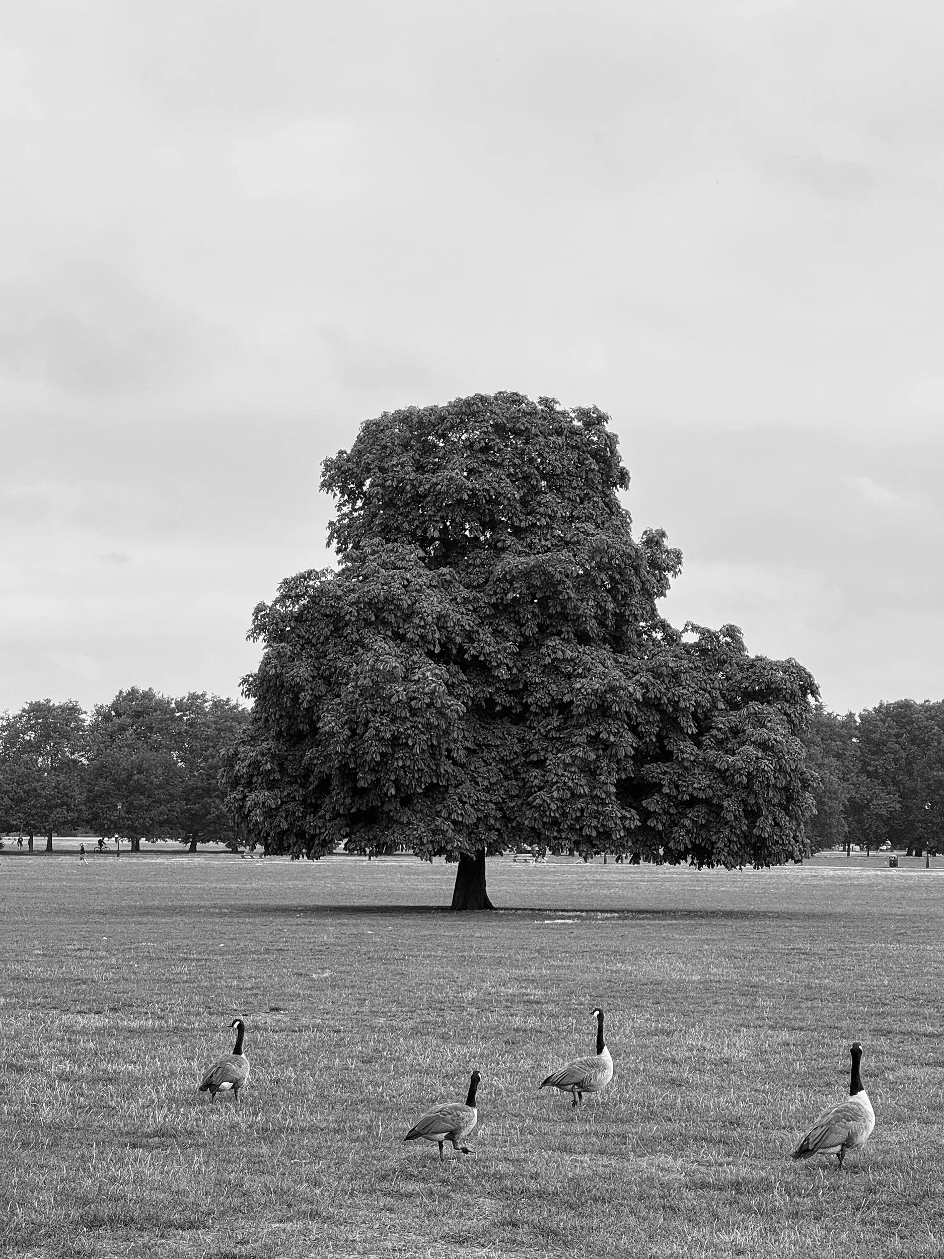 Tree in spring. Back to Breath. Back to nature. Yoga classes