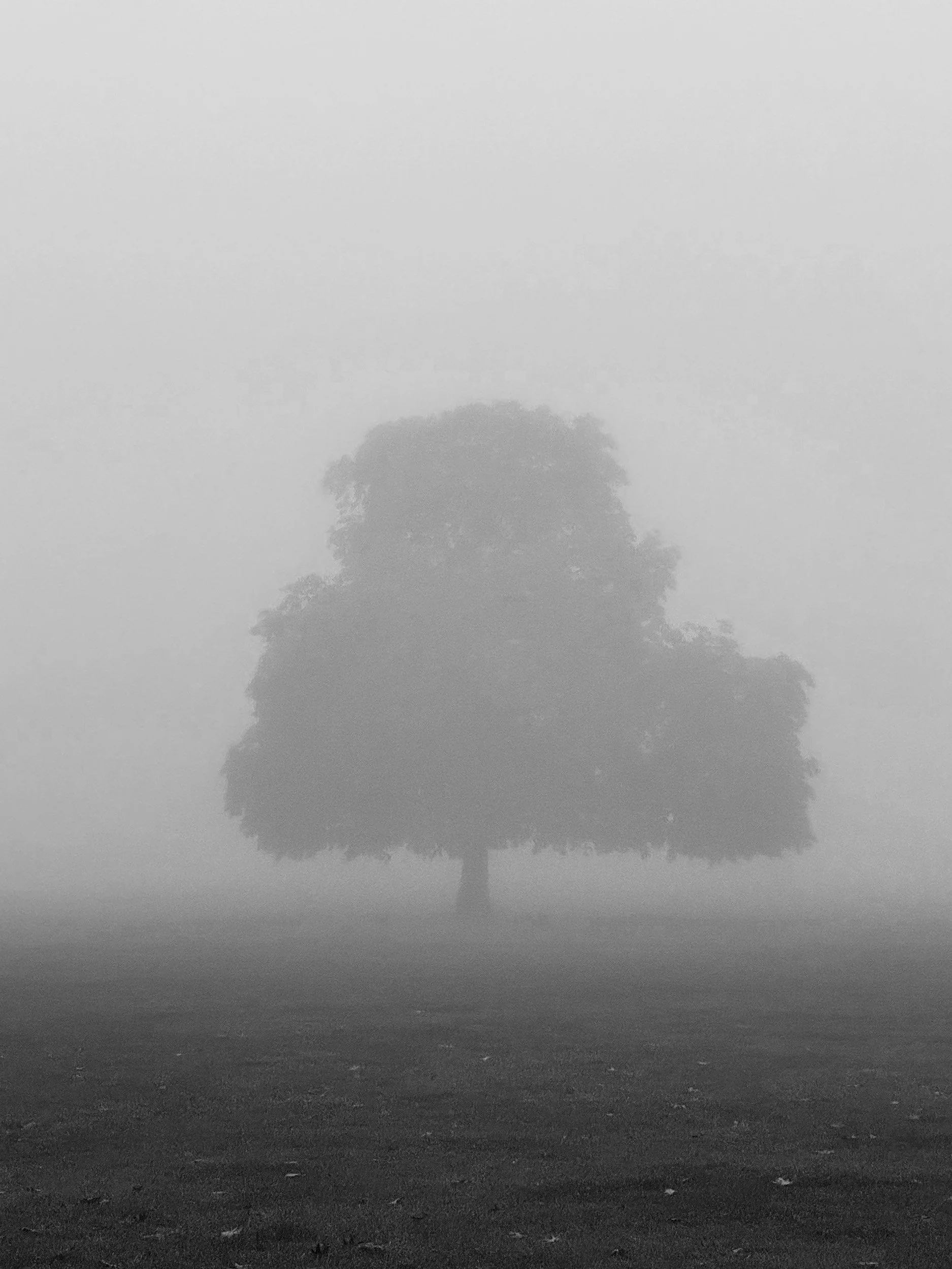 Tree in Mist. Transformation 