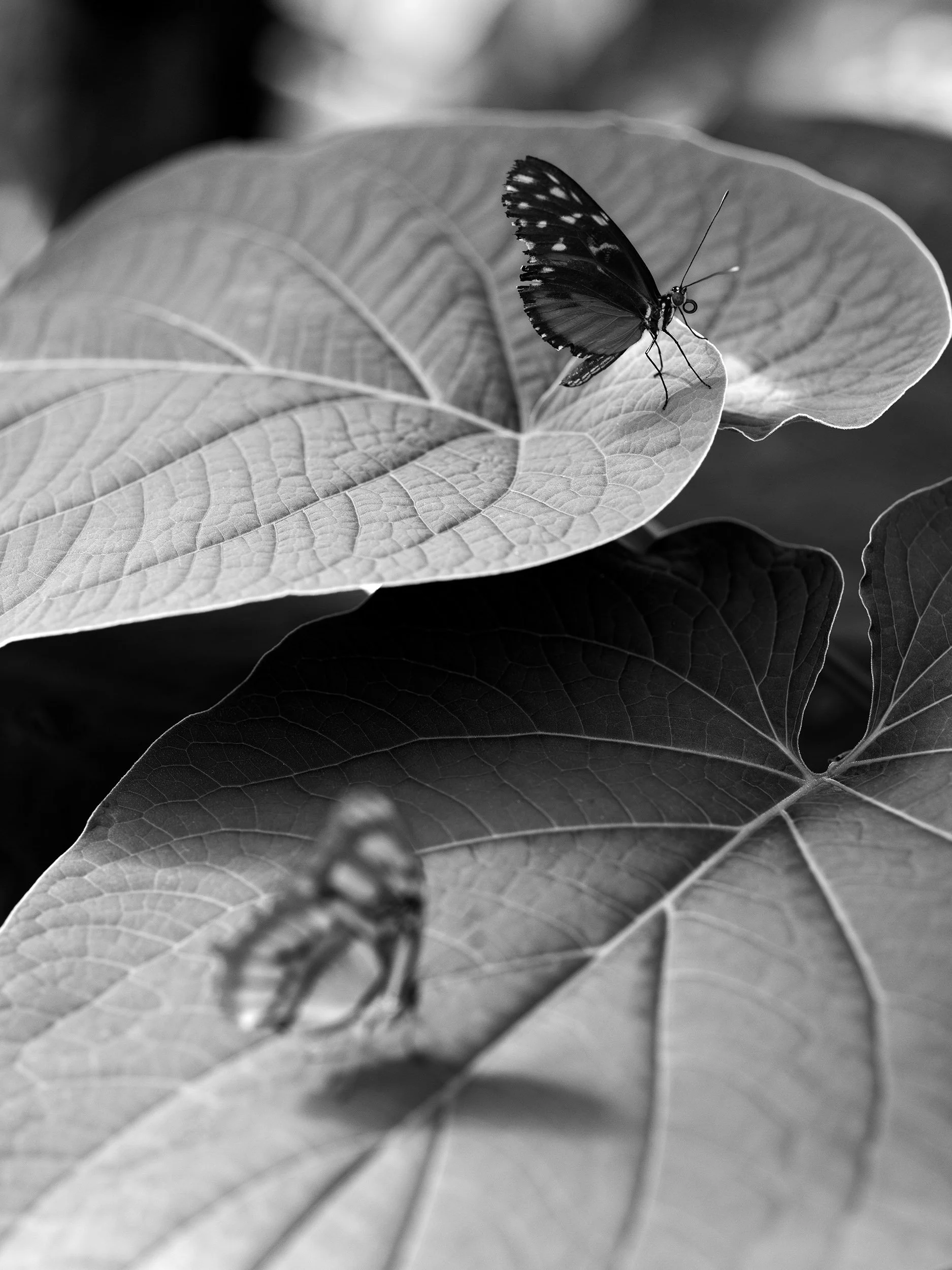 Butterfly landing. Joy. Change