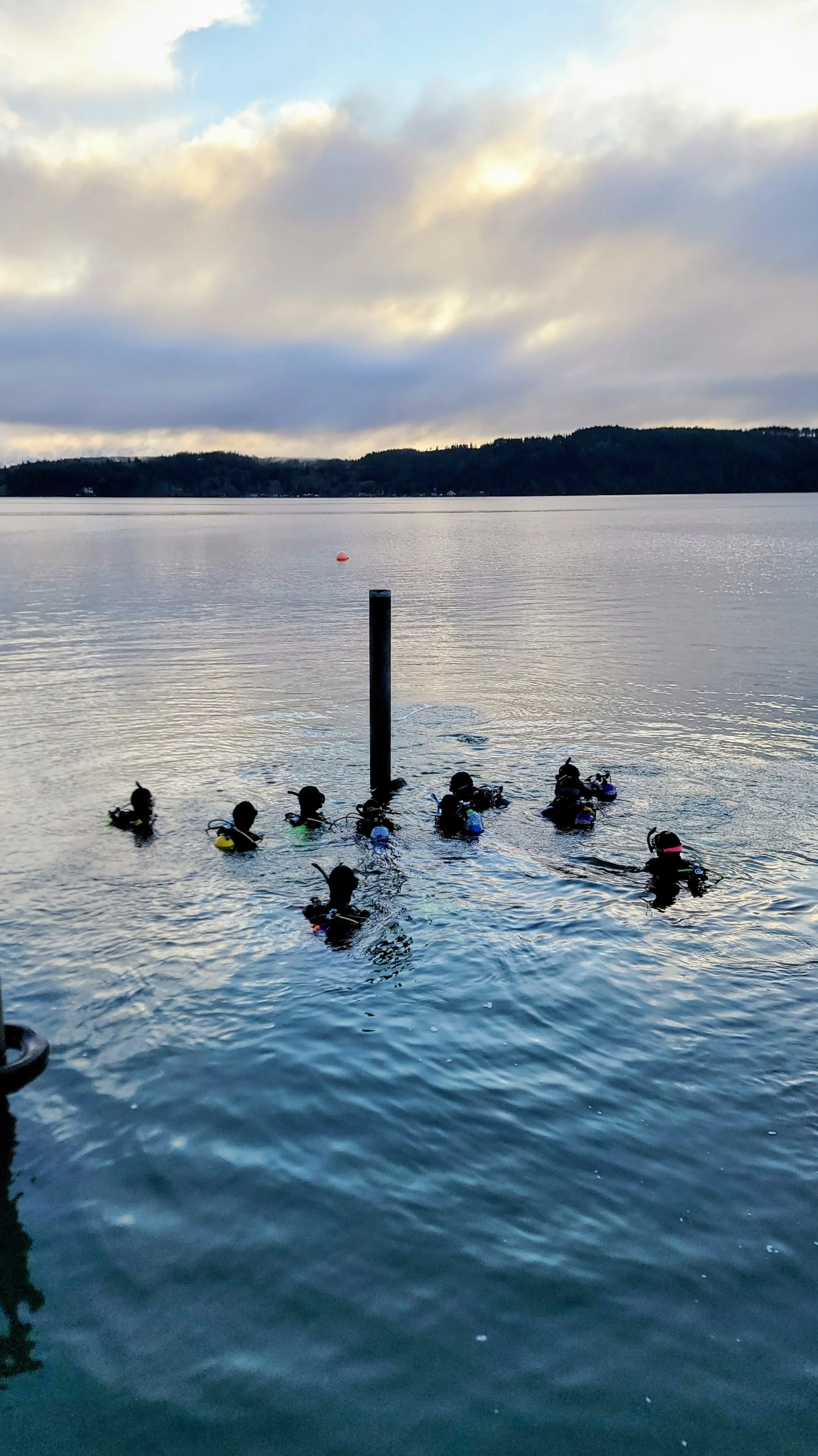 A group of people in wetsuits and scuba gear swimming in a body of water near a post, with a landmass with trees in the background and cloudy sky.