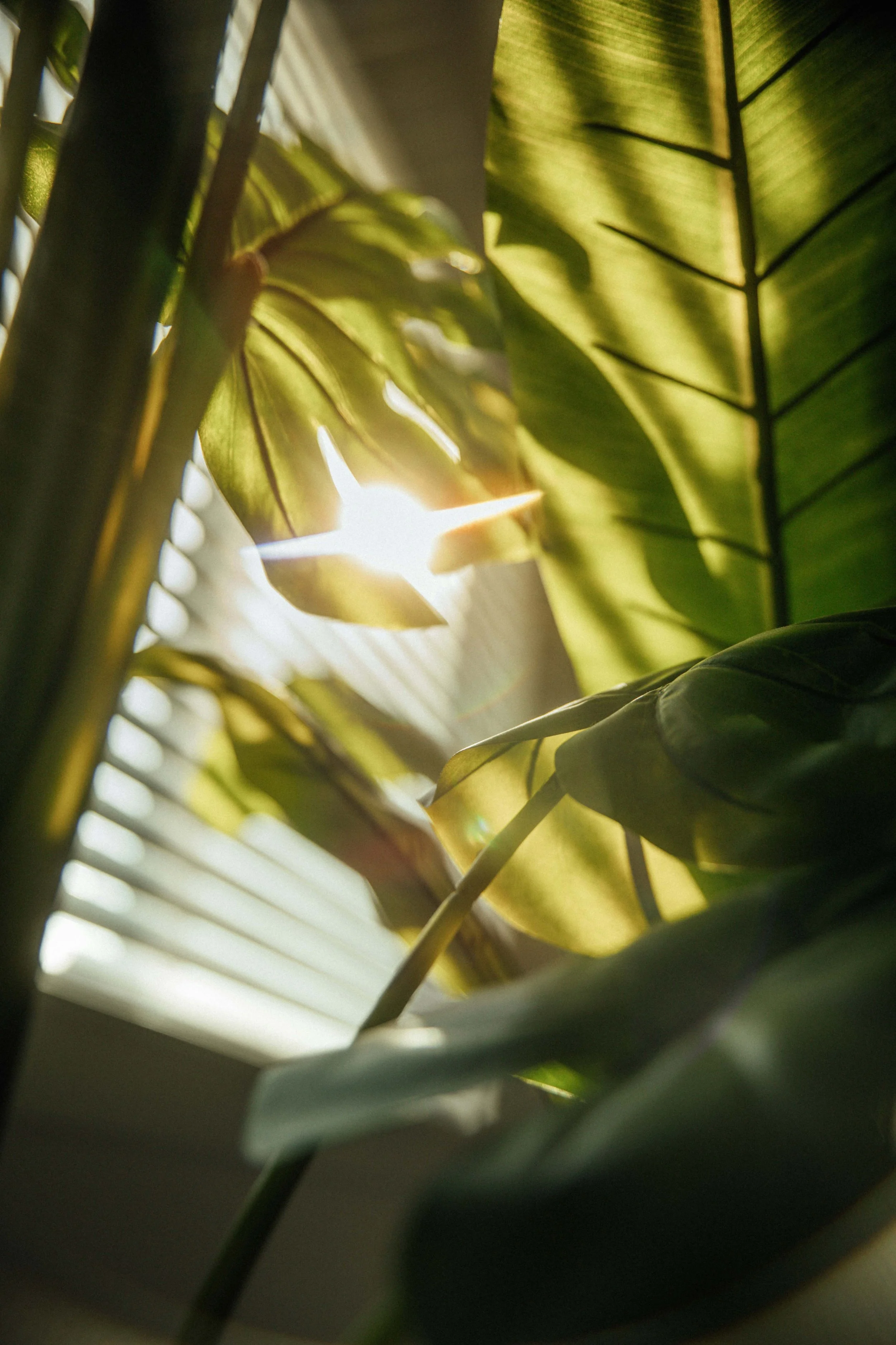 Close-up of green leaves of a houseplant, with sunlight streaming through window blinds behind them.