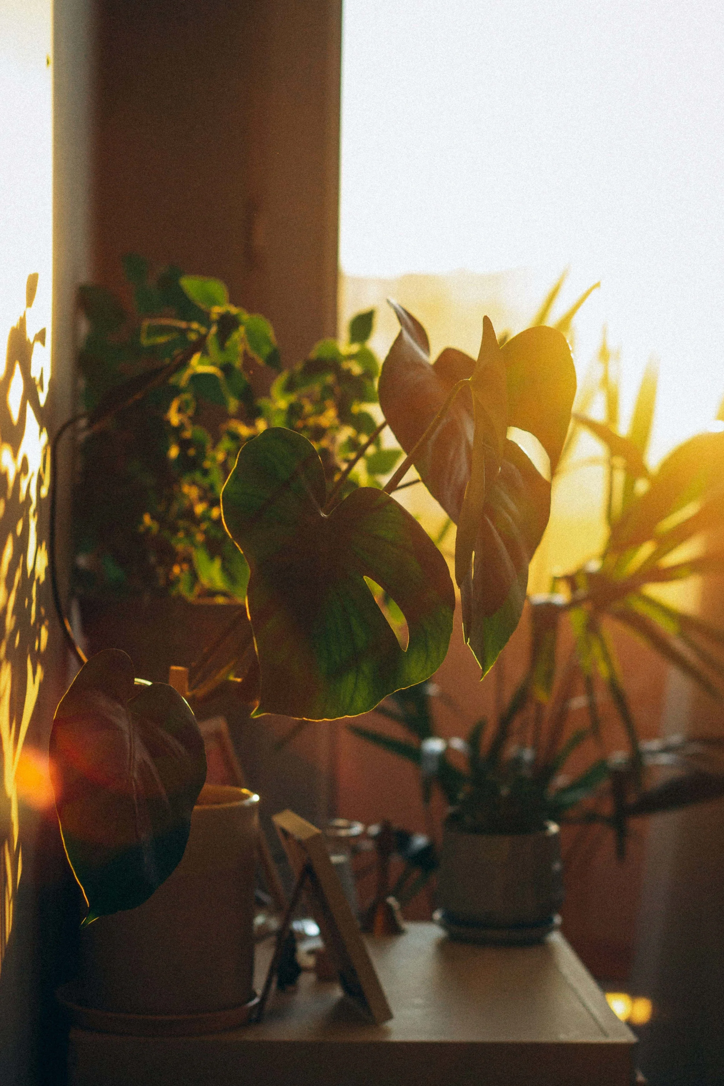 Indoor scene of several potted plants on a table illuminated by warm sunlight from a window.