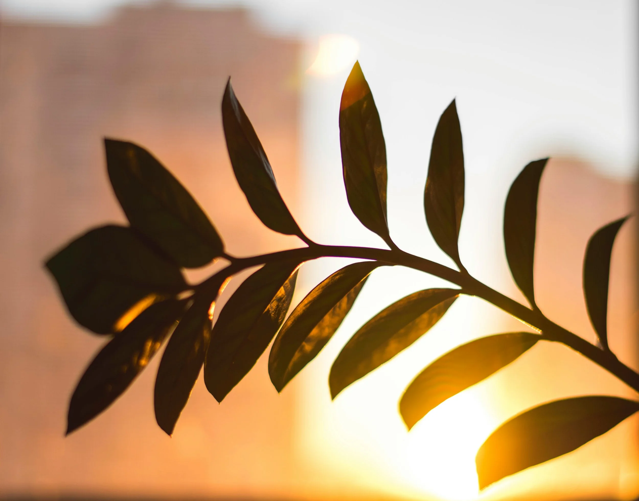 Close-up view of dark green leaves with sunlight shining through from behind, creating a warm glow and shadow highlights.