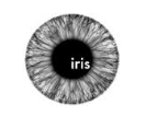 Logo of Close-up of a human eye with the word 'iris' in the iris