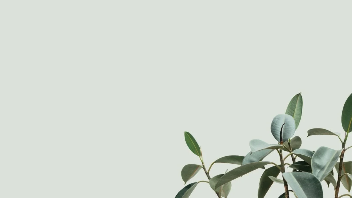 Eucalyptus plant with green leaves on a light background.
