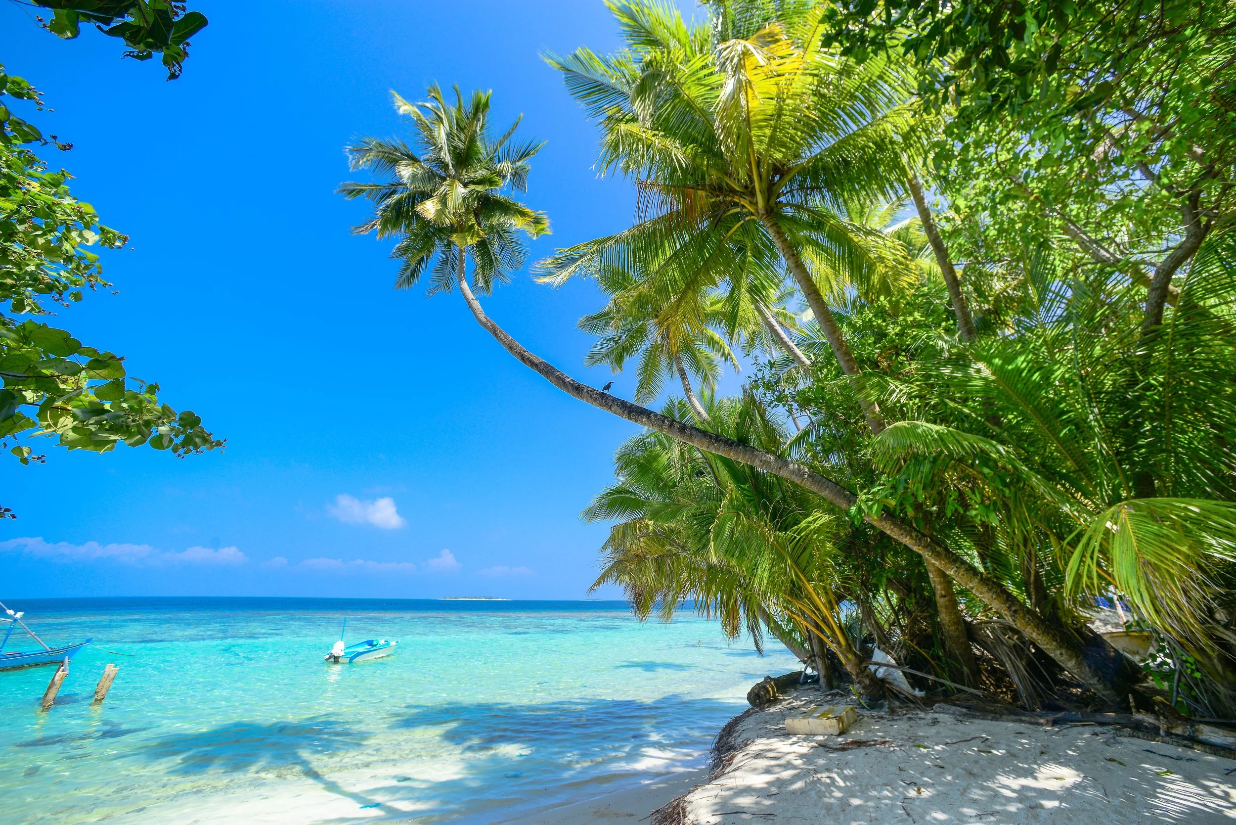 Tropical beach with clear turquoise water, palm trees, and a blue sky.