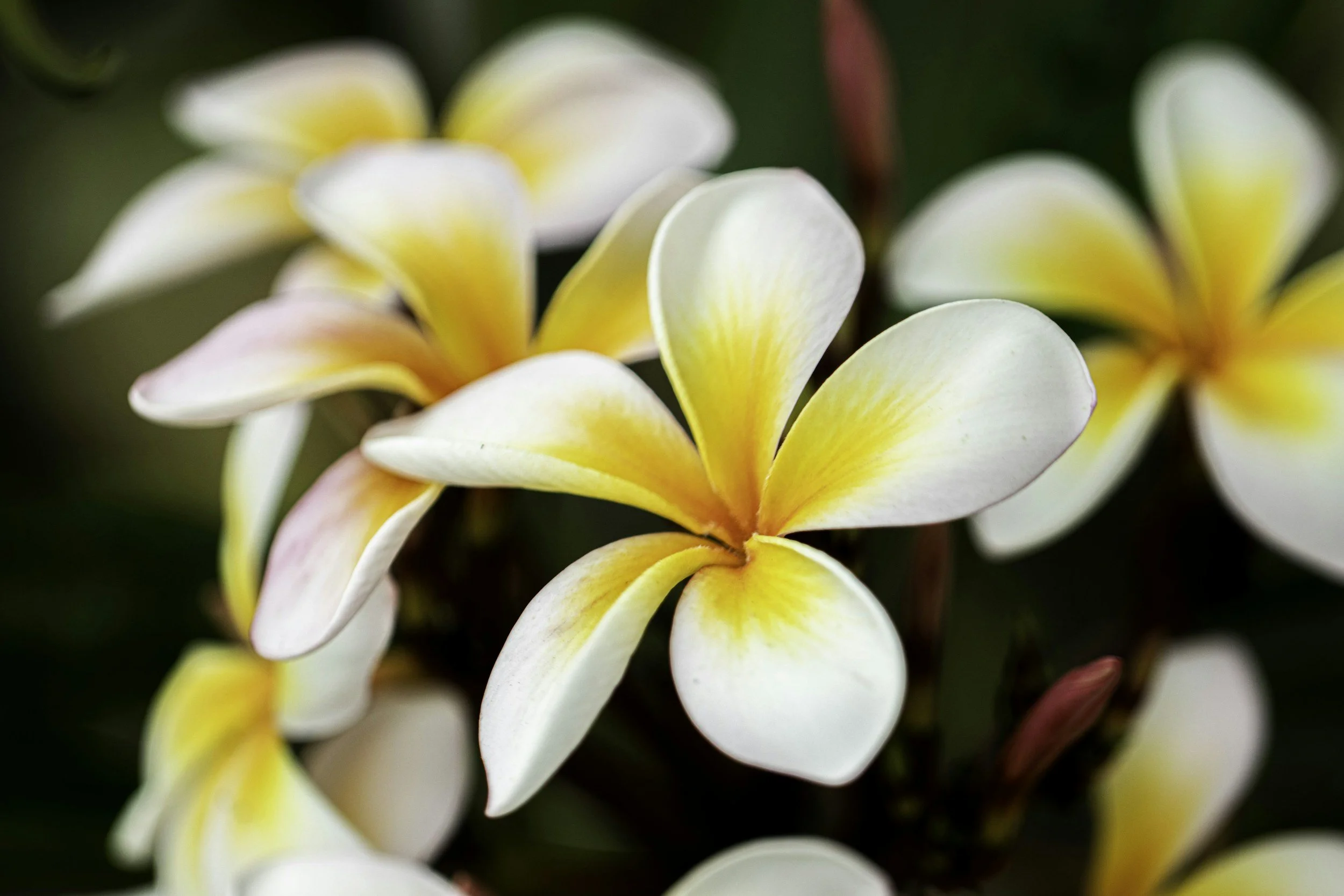 Close-up of white and yellow plumeria flowers with blurred green background.