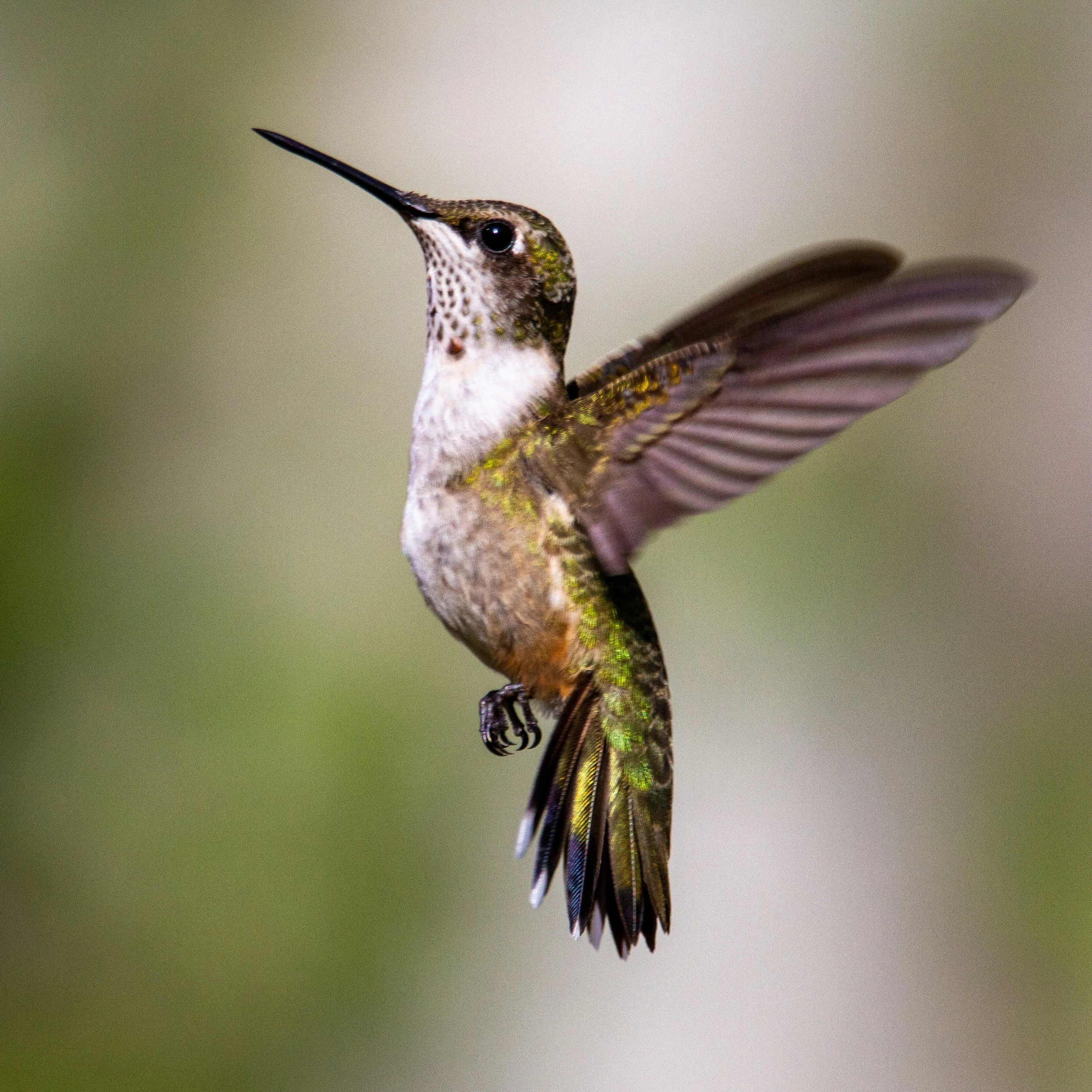 Close-up of a hummingbird in mid-flight with detailed feathers, dark eyes, and a long beak, against a blurred gradient background.
