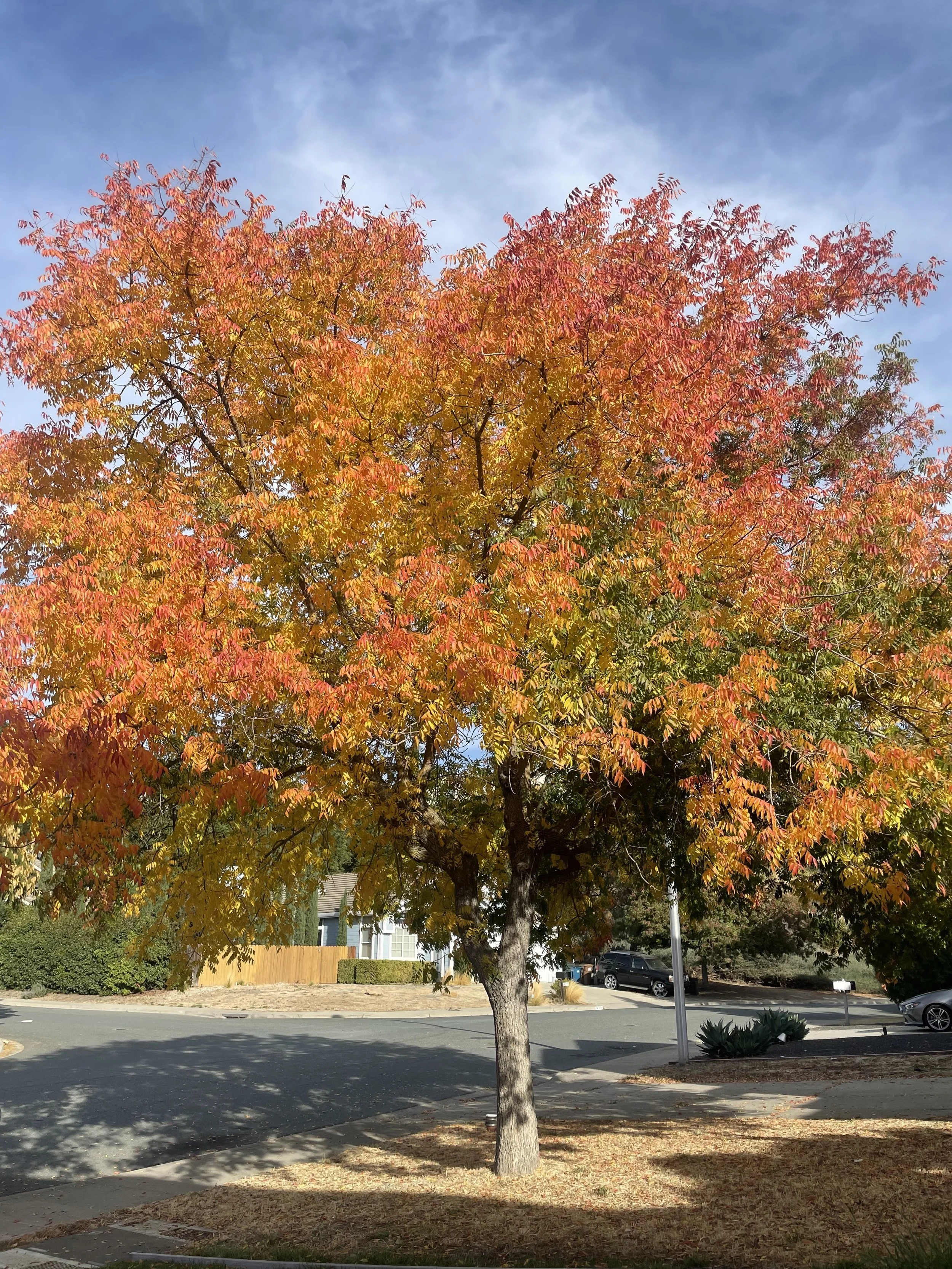 A large tree with colorful fall foliage, showcasing red, orange, and yellow leaves, situated in a suburban neighborhood with houses, cars, and a street in the background.