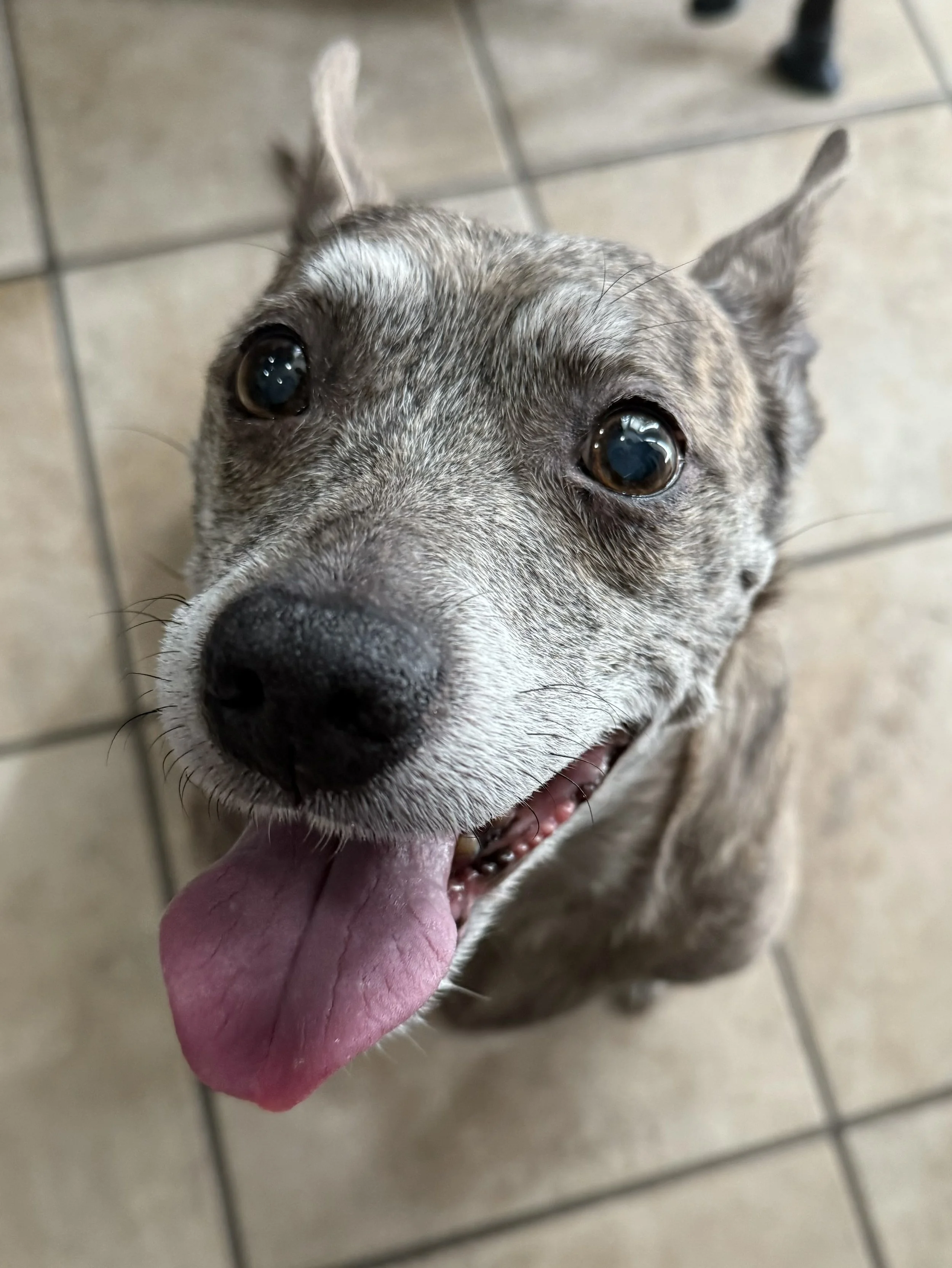 Close-up of a happy dog with a pink tongue hanging out, brown eyes, and a brindle coat, standing on a tiled floor.