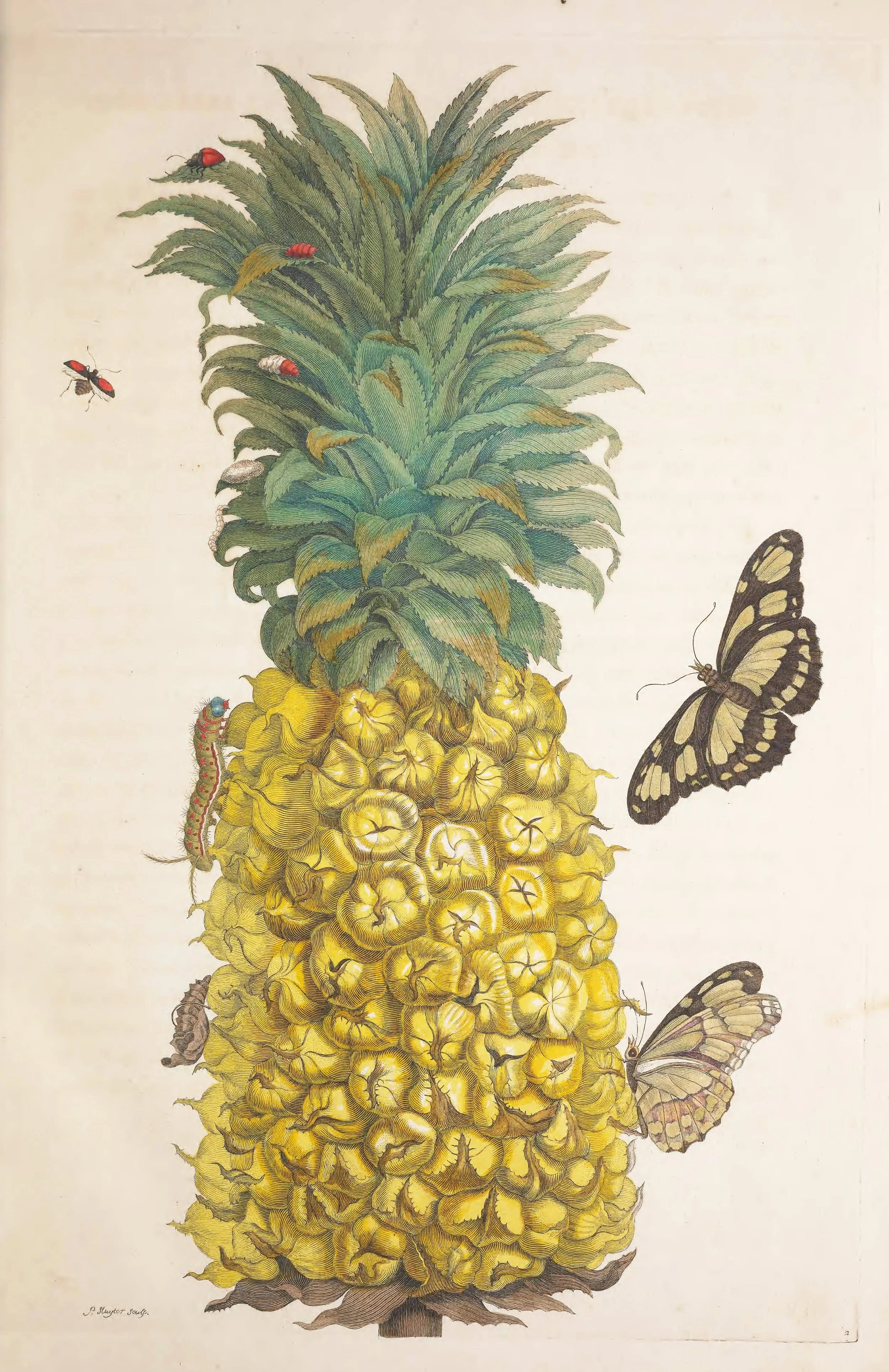 A 1705 botanical plate by Maria Sibylla Merian showing a pineapple surrounded by moths, beetles and caterpillars at different stages of metamorphosis.