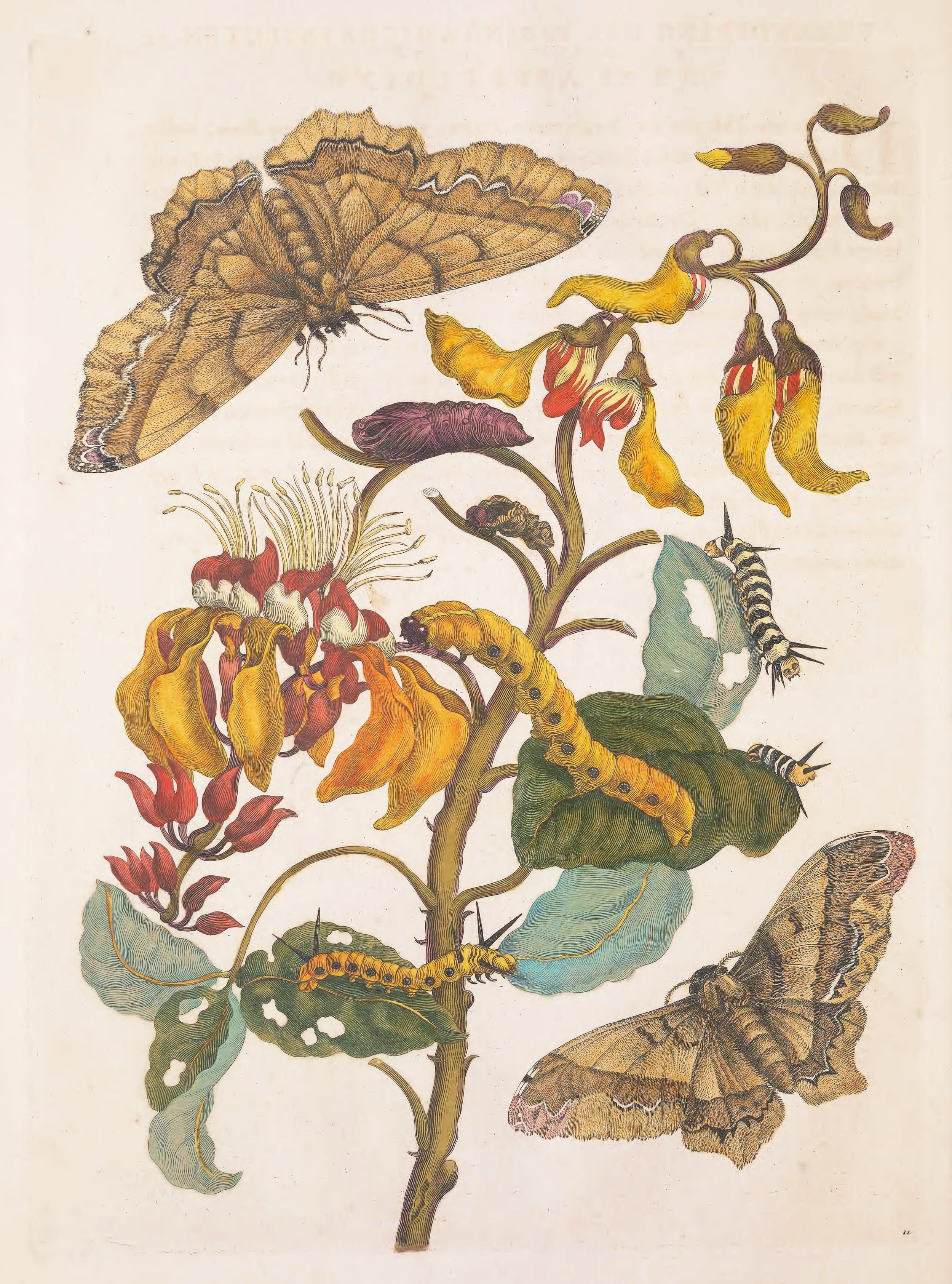 A hand-coloured plate by Maria Sibylla Merian, 1705, showing a brown and orange butterfly, flowers and caterpillars on the host plant.