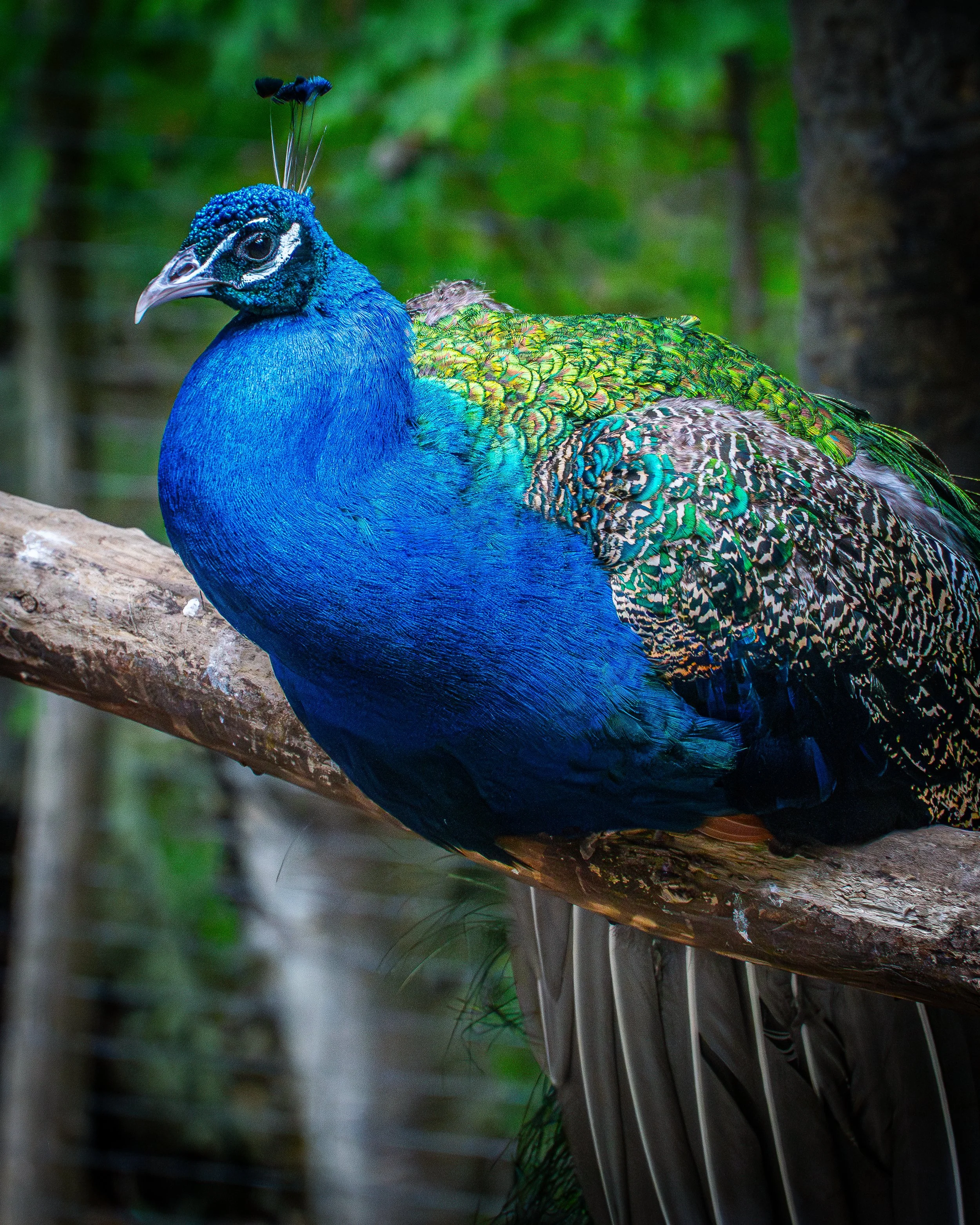 peacock-1.jpg