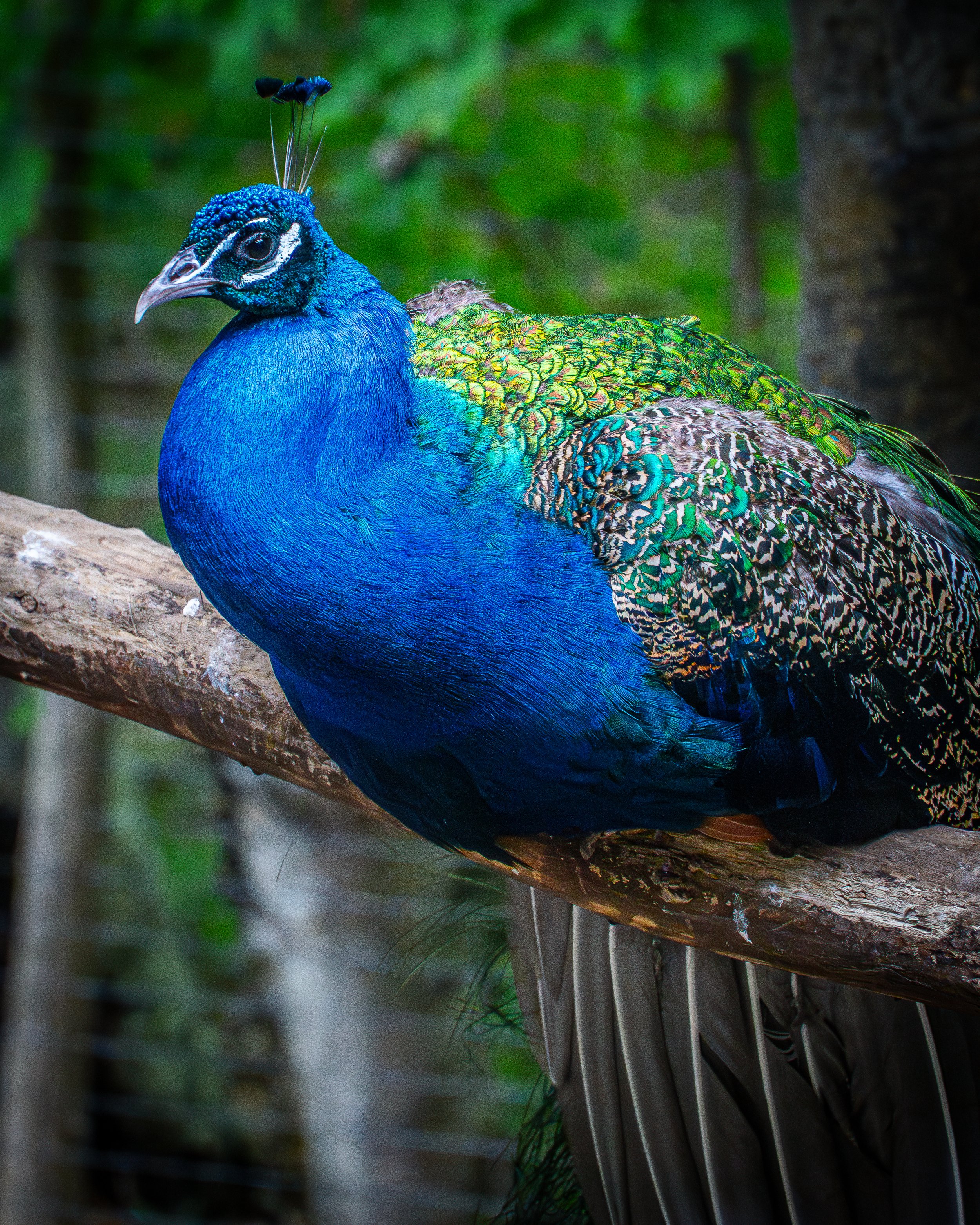 peacock-1.jpg