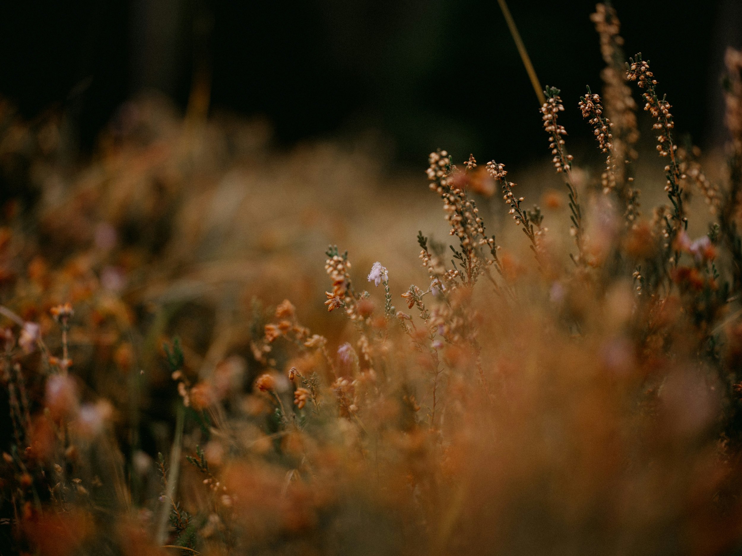 Close-up of small brown flowering plants or weeds in a natural setting during autumn.
