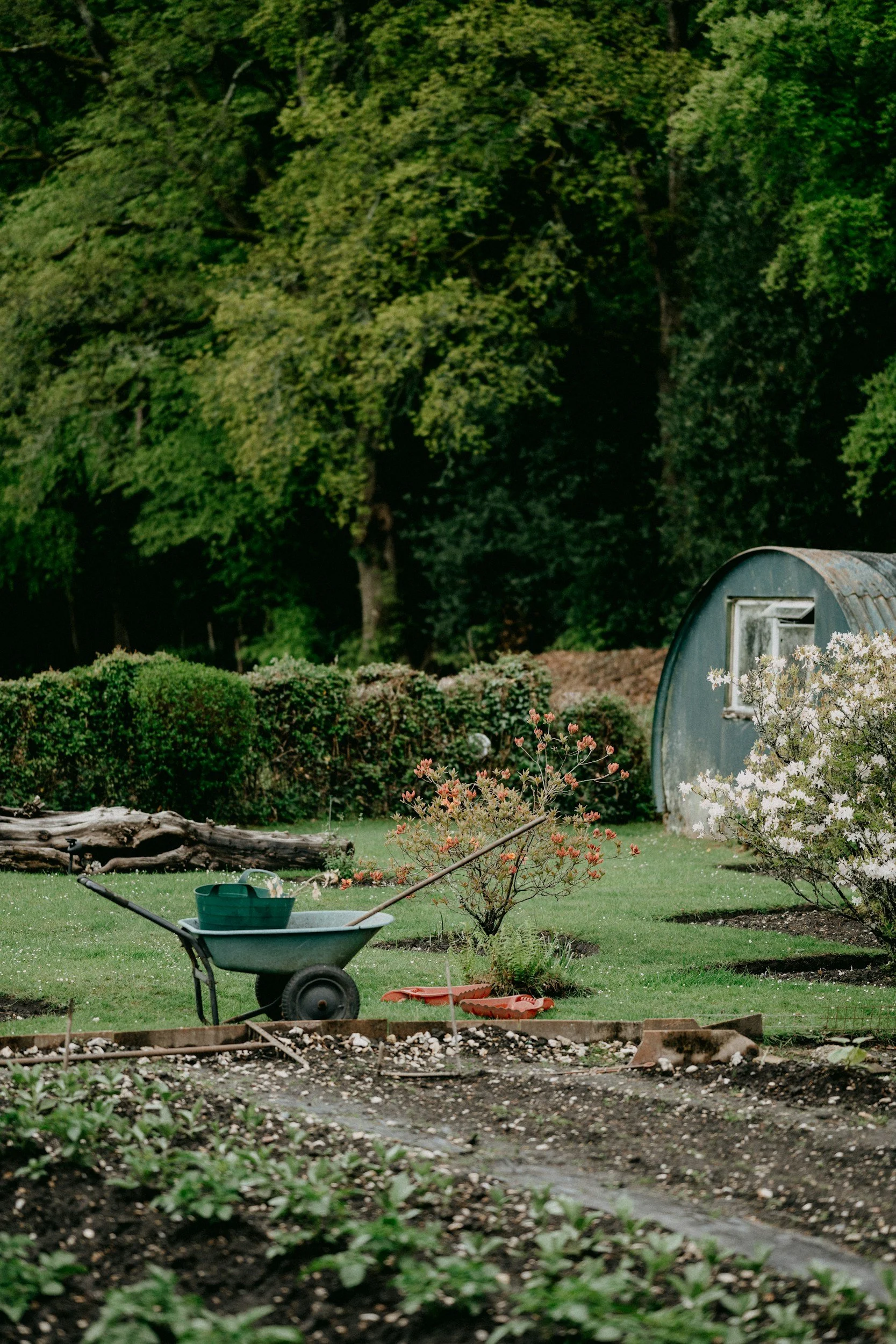 A lush green backyard garden with various bushes and flowering plants, a small greenhouse, a wheelbarrow, and garden tools on the lawn.