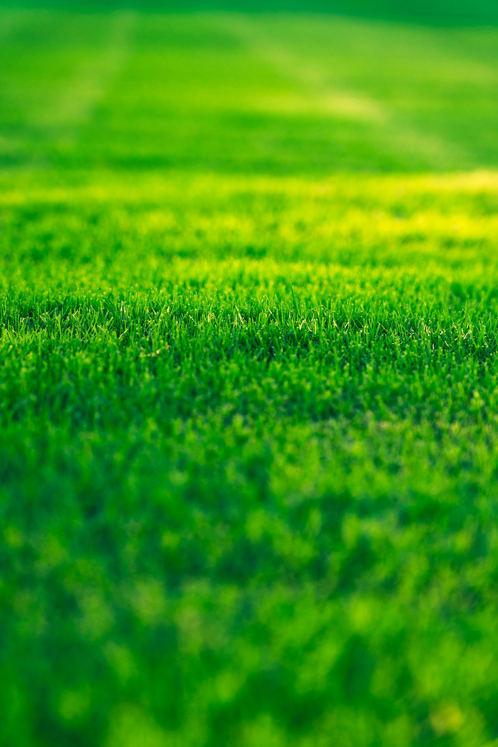 Close-up of a lush green grassy field with a blurred background.