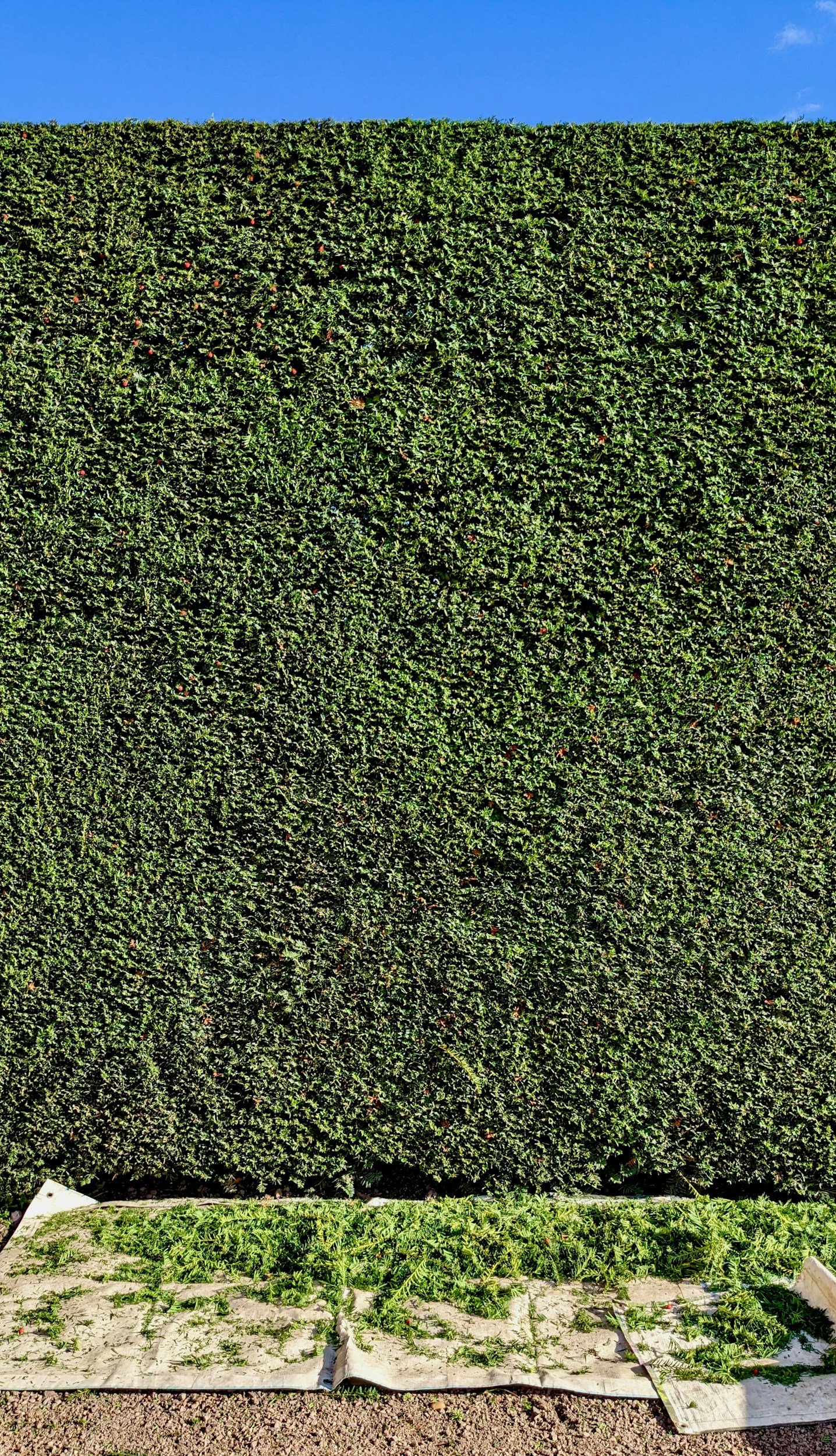A freshly trimmed hedge of green leaves with a blue sky in the background and some plants growing on a white cloth in the foreground.