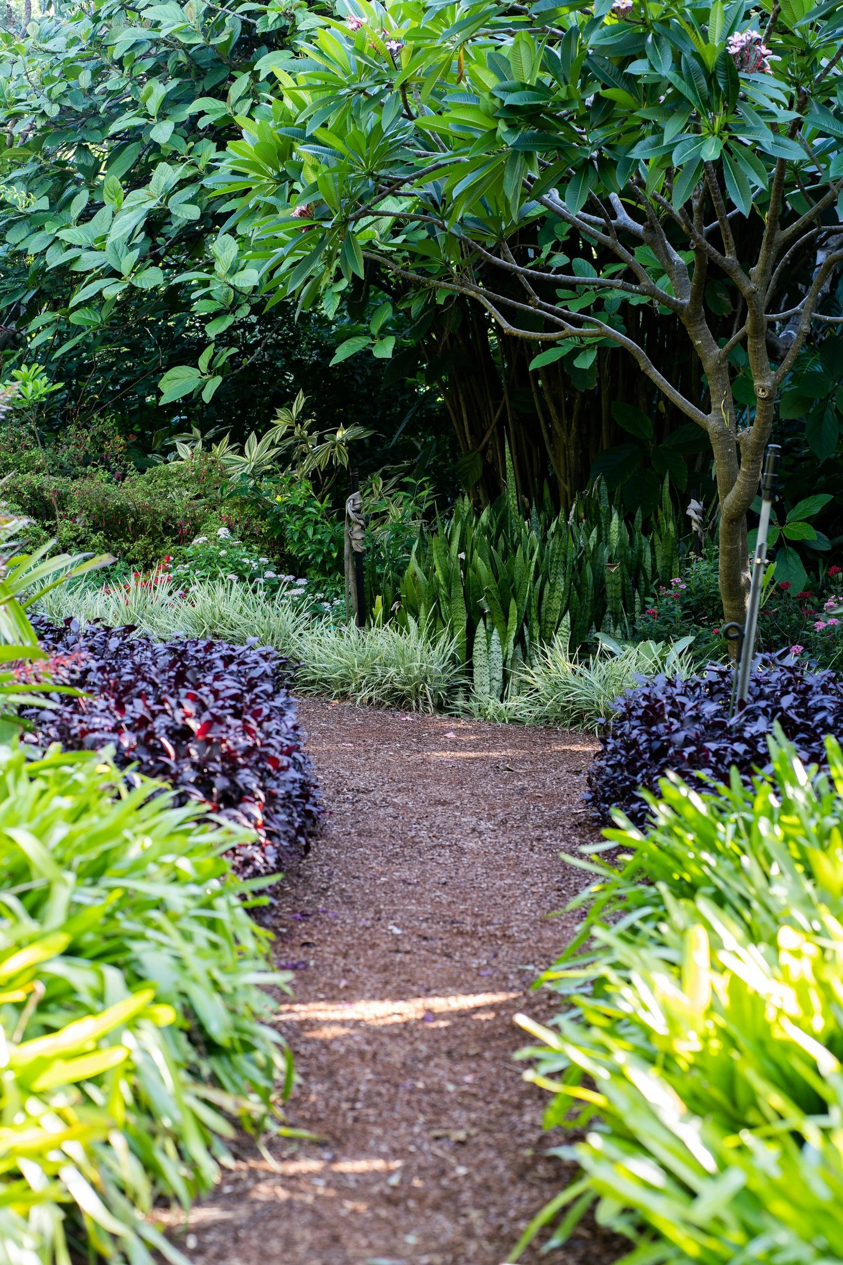 A garden pathway lined with various green plants and shrubs on either side, leading through lush greenery into the distance.