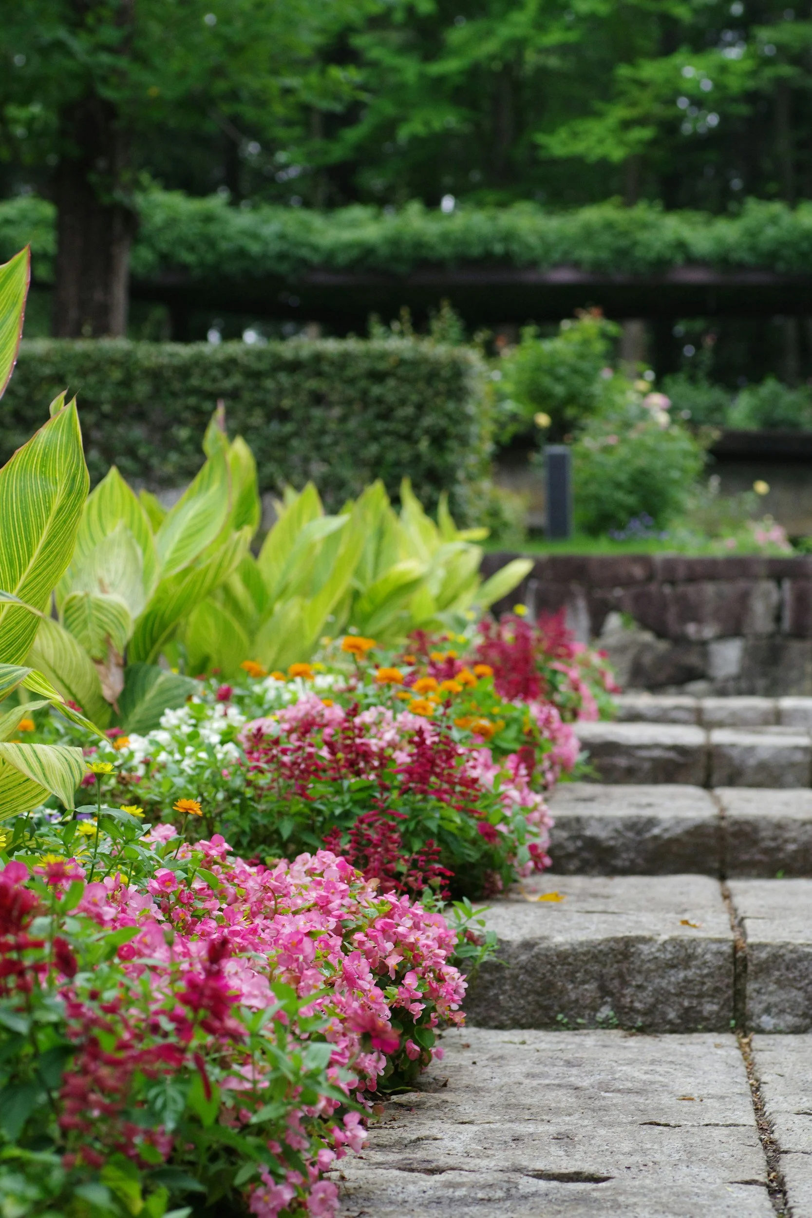 Stone pathway in a garden with pink, yellow, and white flowers along the side and lush green trees and bushes in the background.