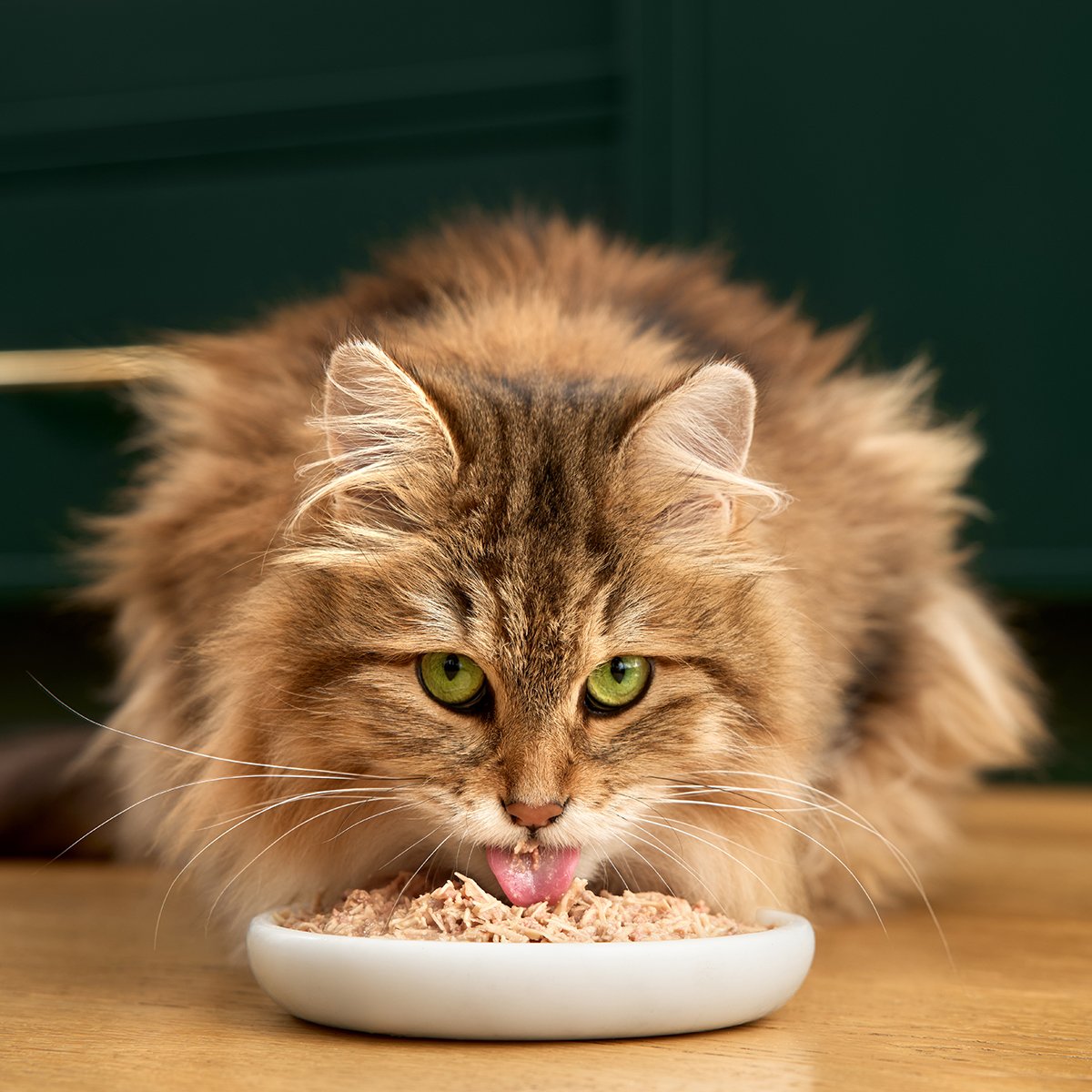 _0000_1106_JINX_SHOT05_EATING_CatEatingWetFood_0583.jpg