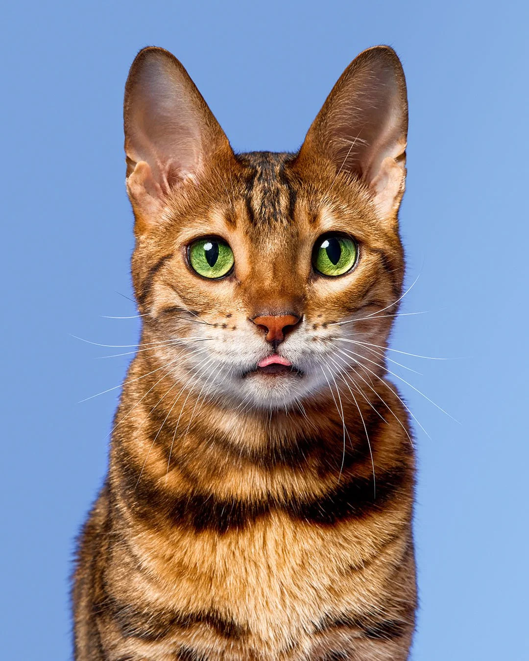 CAT_Portrait-1.jpg