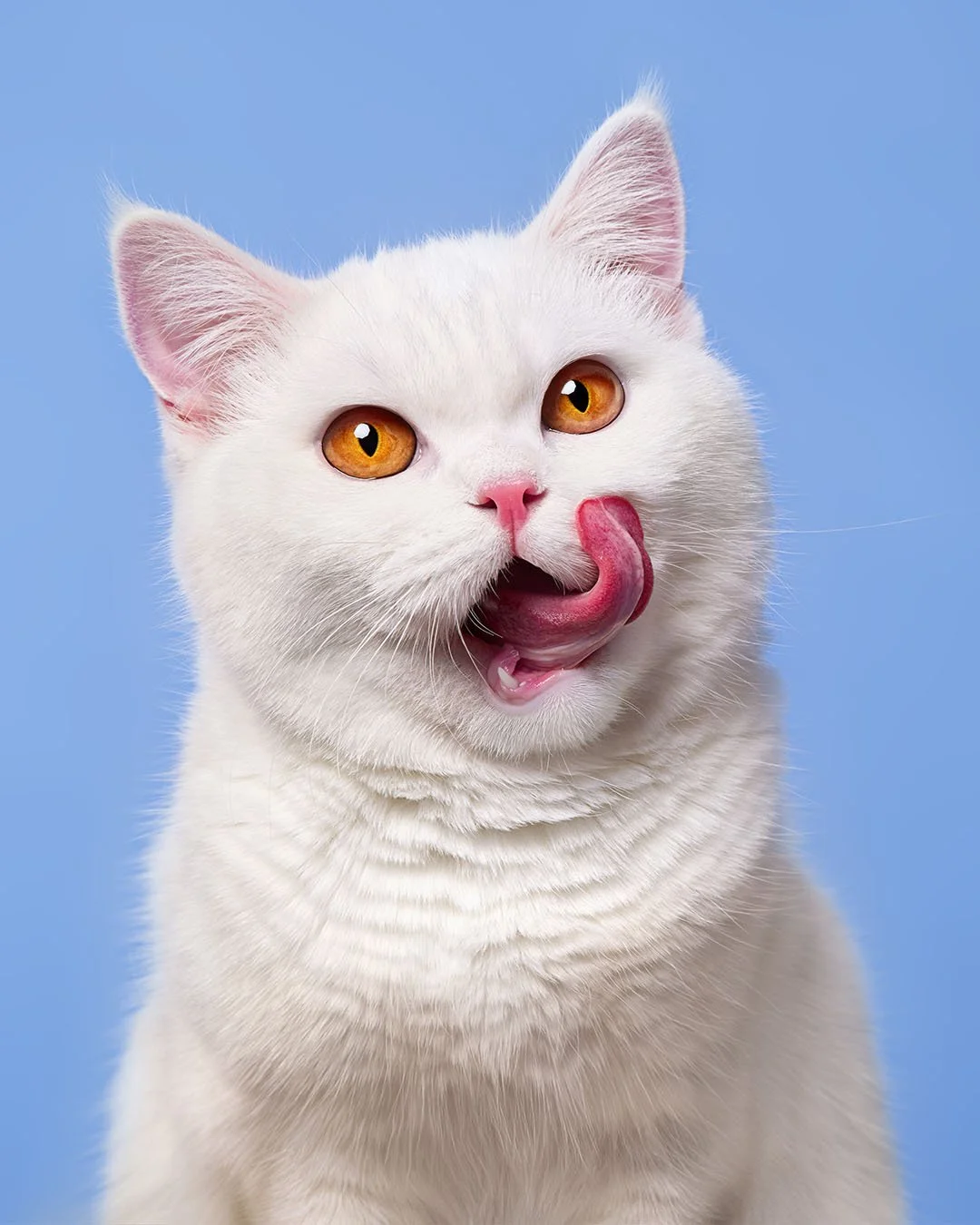 CAT_Portrait-2.jpg