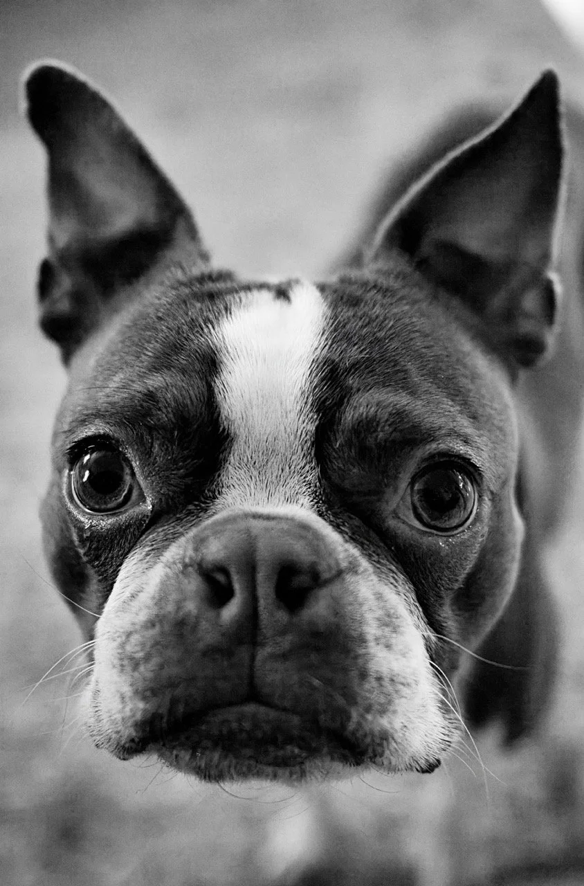 Frankie DSCF8651 Large.jpeg