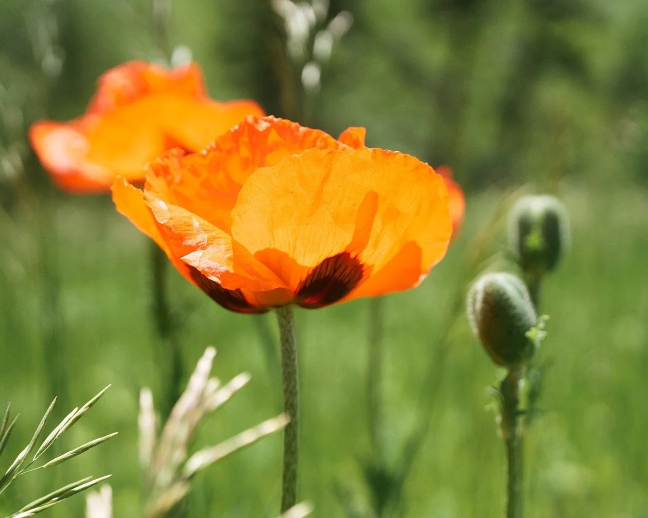 Poppies of Hewlett Gulch: A Photographic Adventure in Northern Colorado