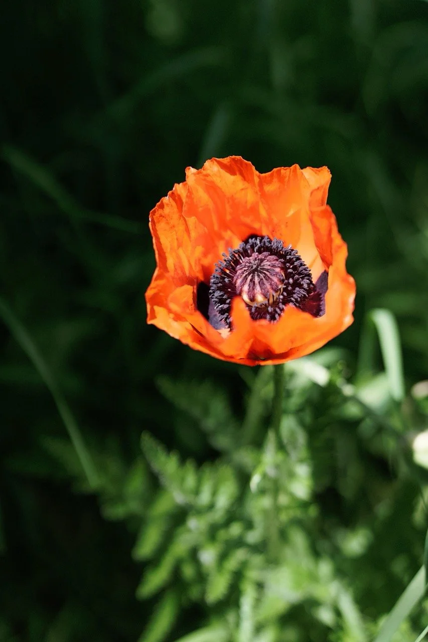 The purple pistil and papery leaves of an orange poppy flower, against a blurred green background.