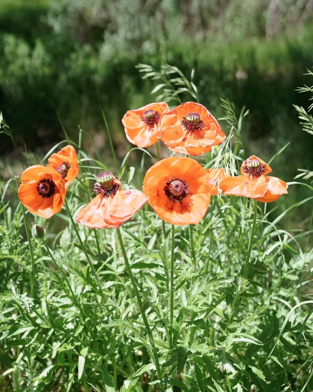 A bunch of orange poppies, with petals moving in the breeze, against a blurred green background