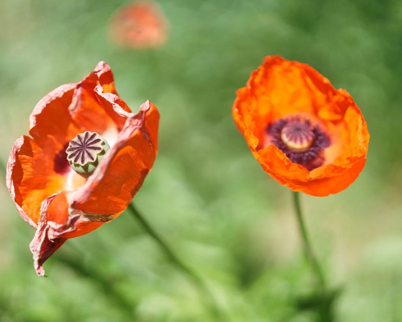 Two orange poppy flowers against an out of focus green background