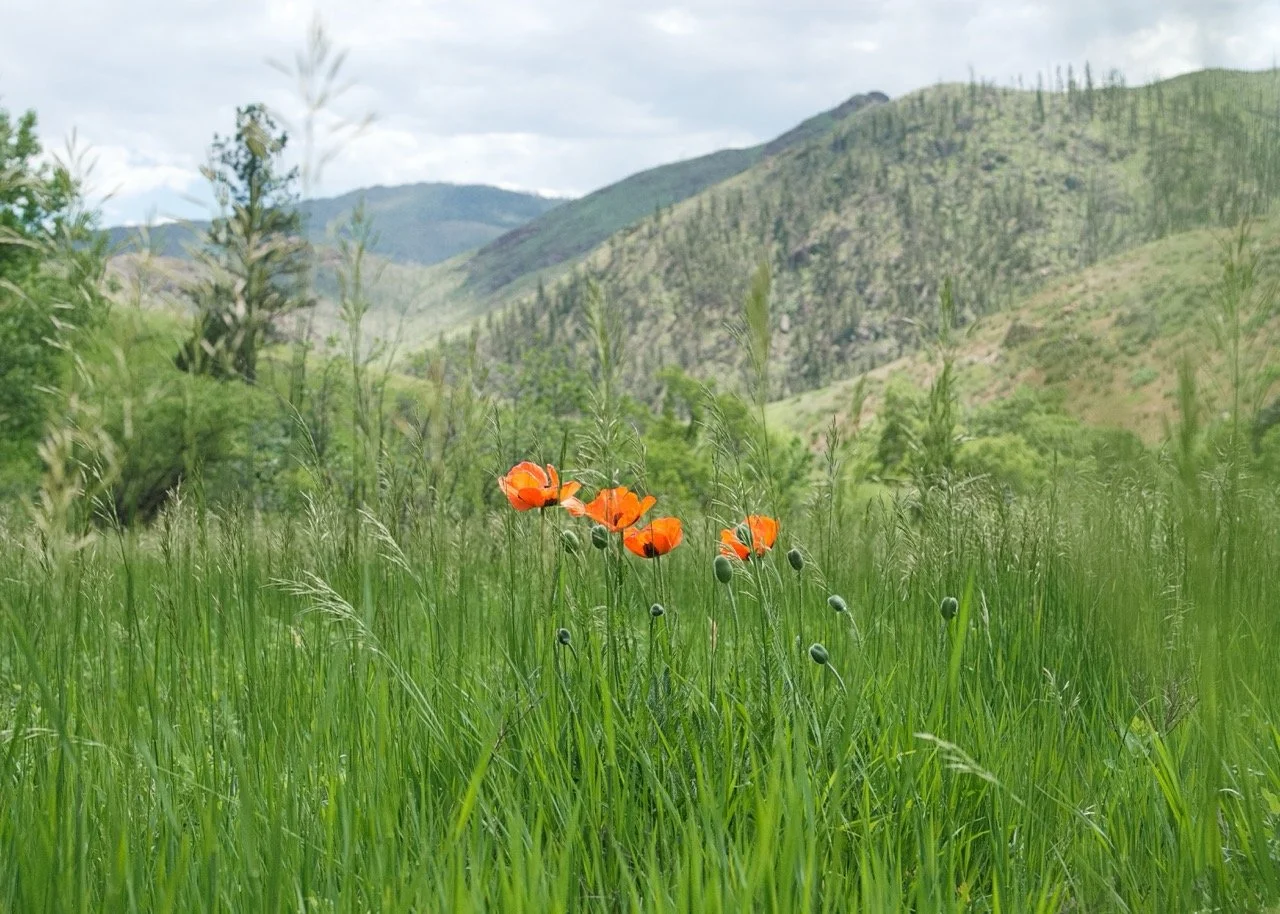 Photo of several poppy flowers, some blooming in bright orange and others still closed in their green pods. A green field, blue skies and mountains form the background.