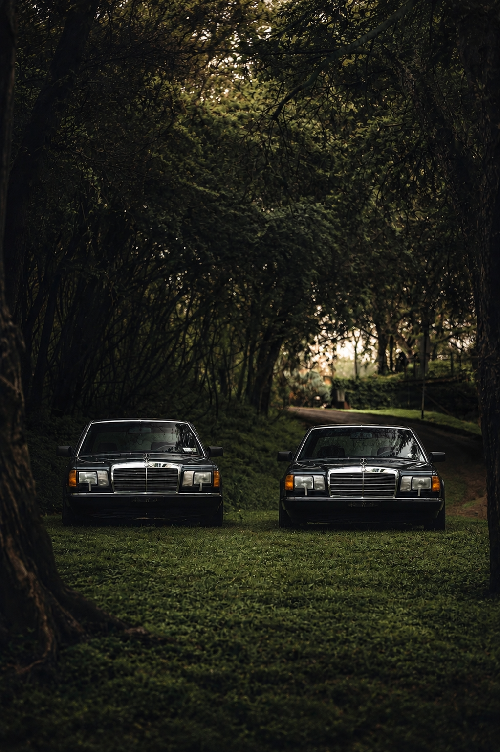 Two black vintage Mercedes-Benz cars parked on a grassy area beneath a canopy of trees during sunset.