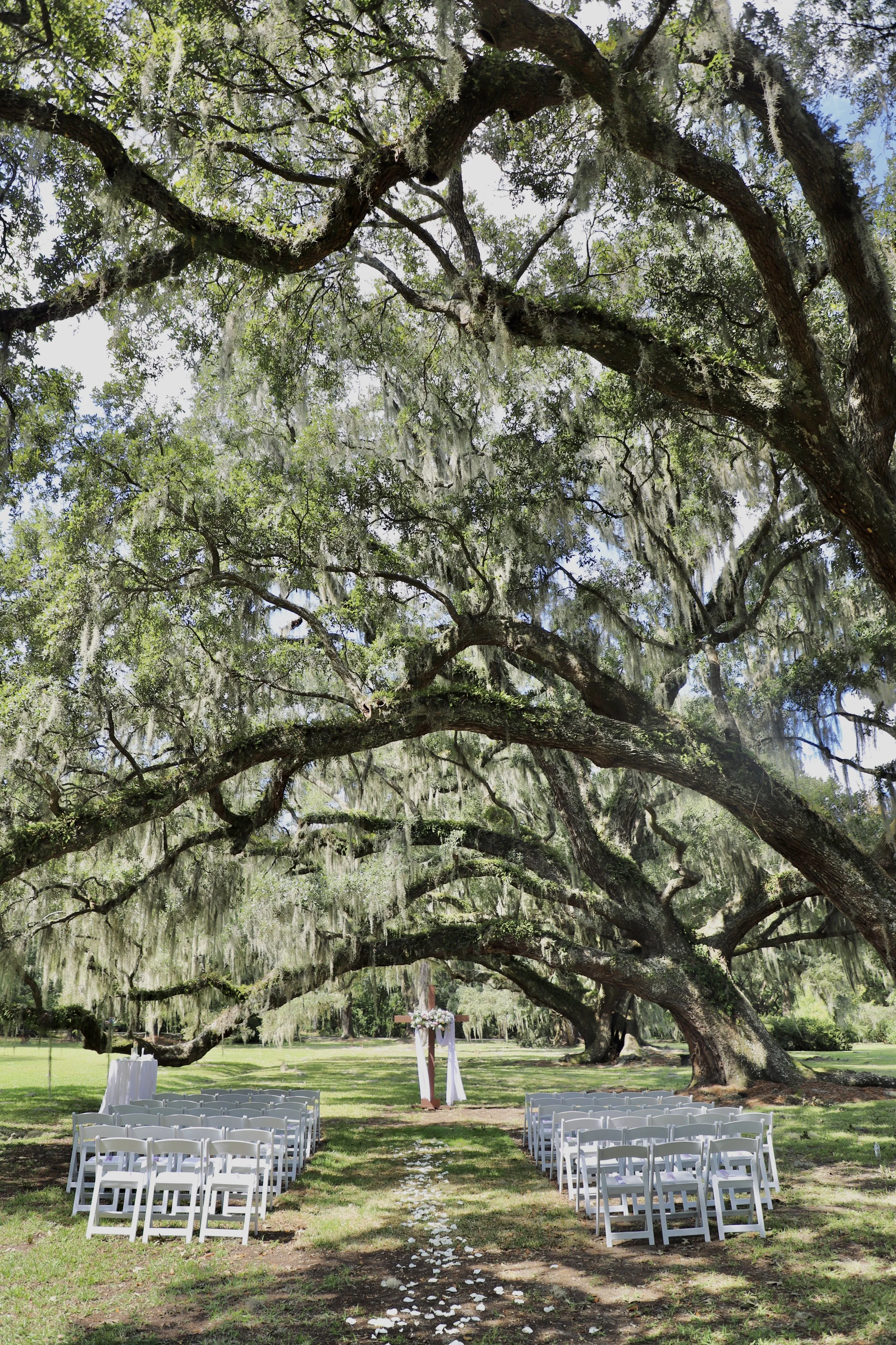 Outdoor wedding setup under large, sprawling oak trees with hanging moss, arranged with white chairs on either side of a petal-lined aisle leading to an arch decorated with flowers.