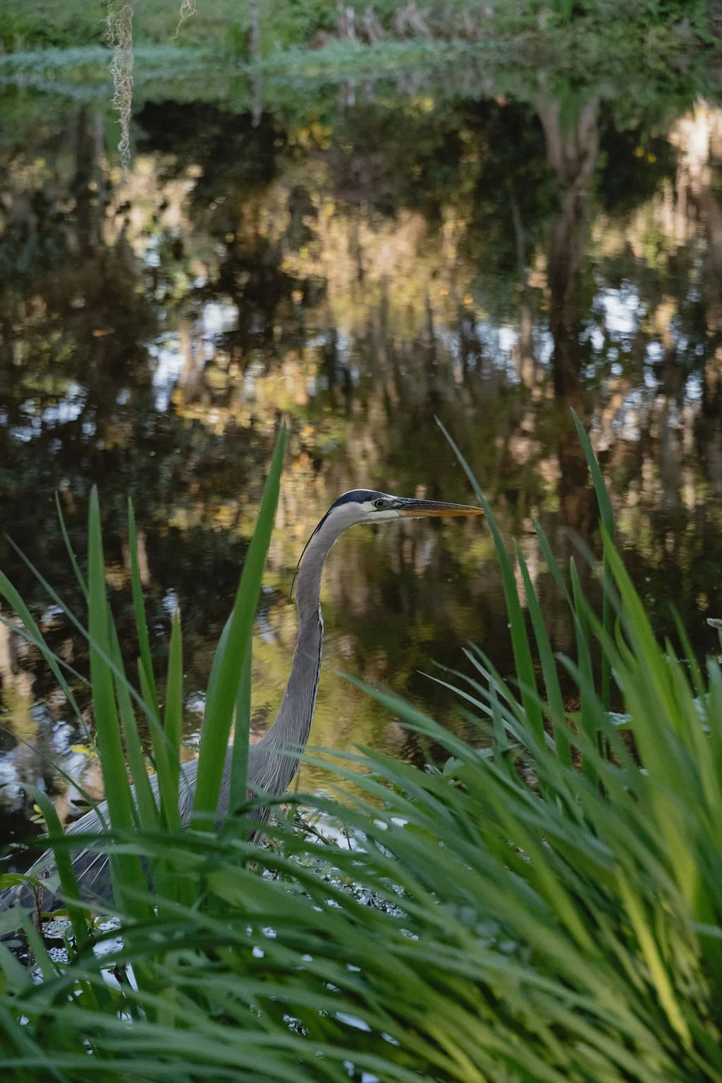 A heron standing in a marshy area with tall green grass, with a background of water and trees reflected in the water.