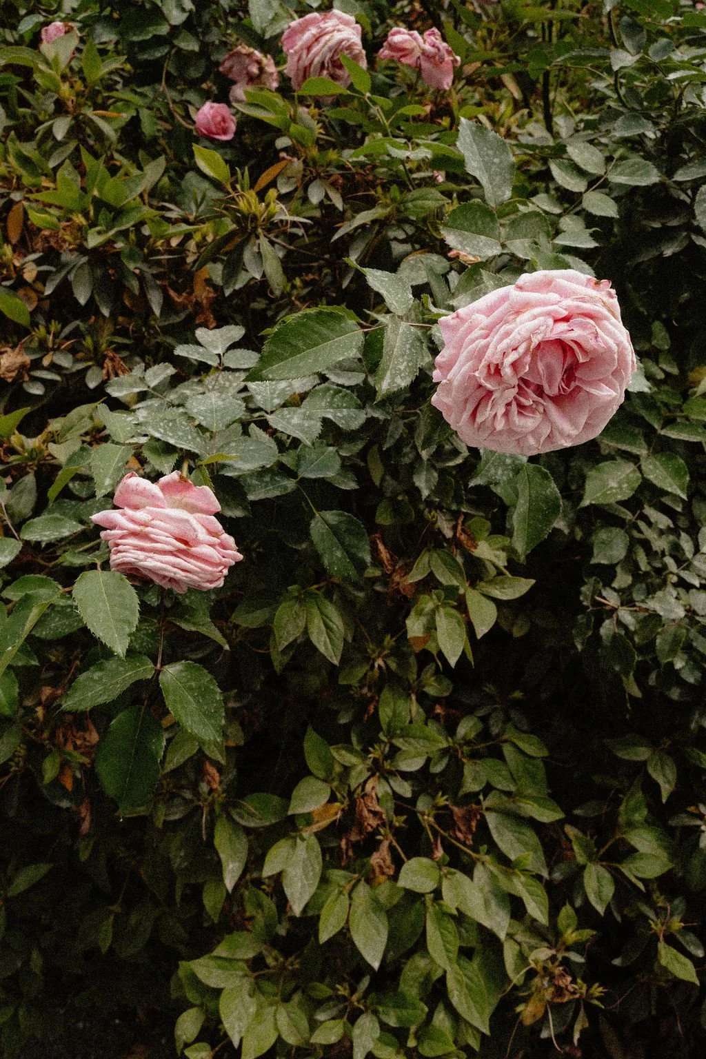Pink roses growing among green leaves in a garden.