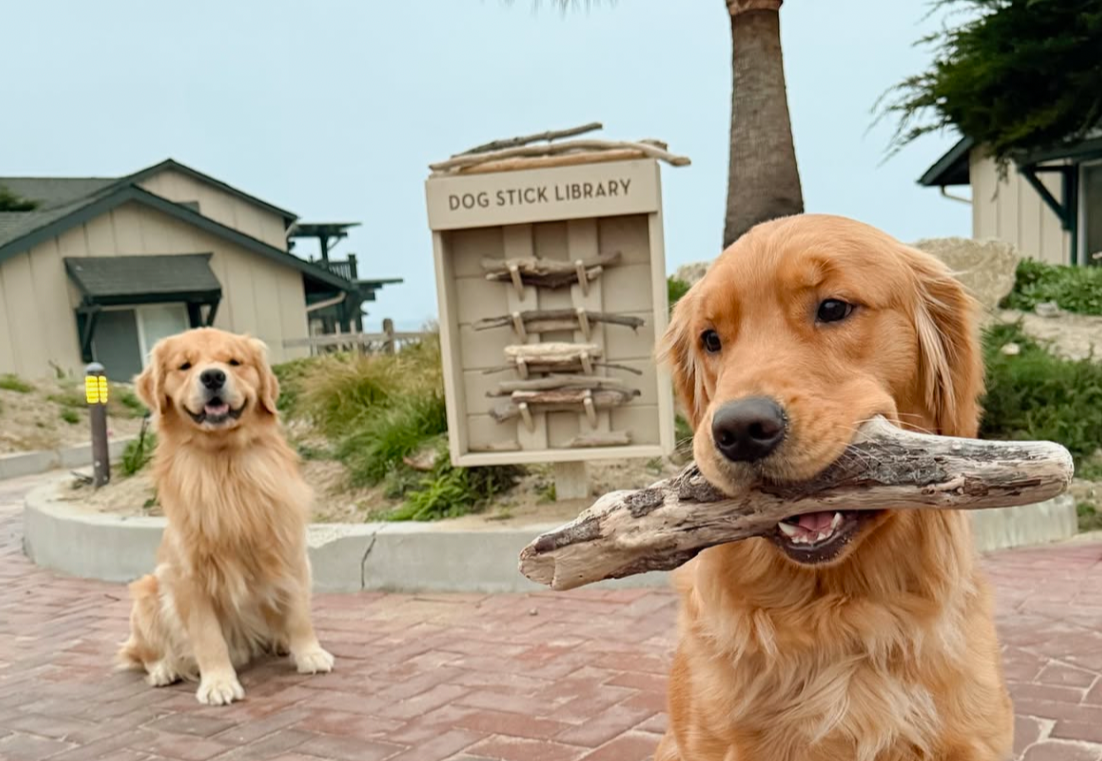 Two golden retriever dogs at a dog stick library, with one holding a large stick in its mouth, outside near houses and trees.