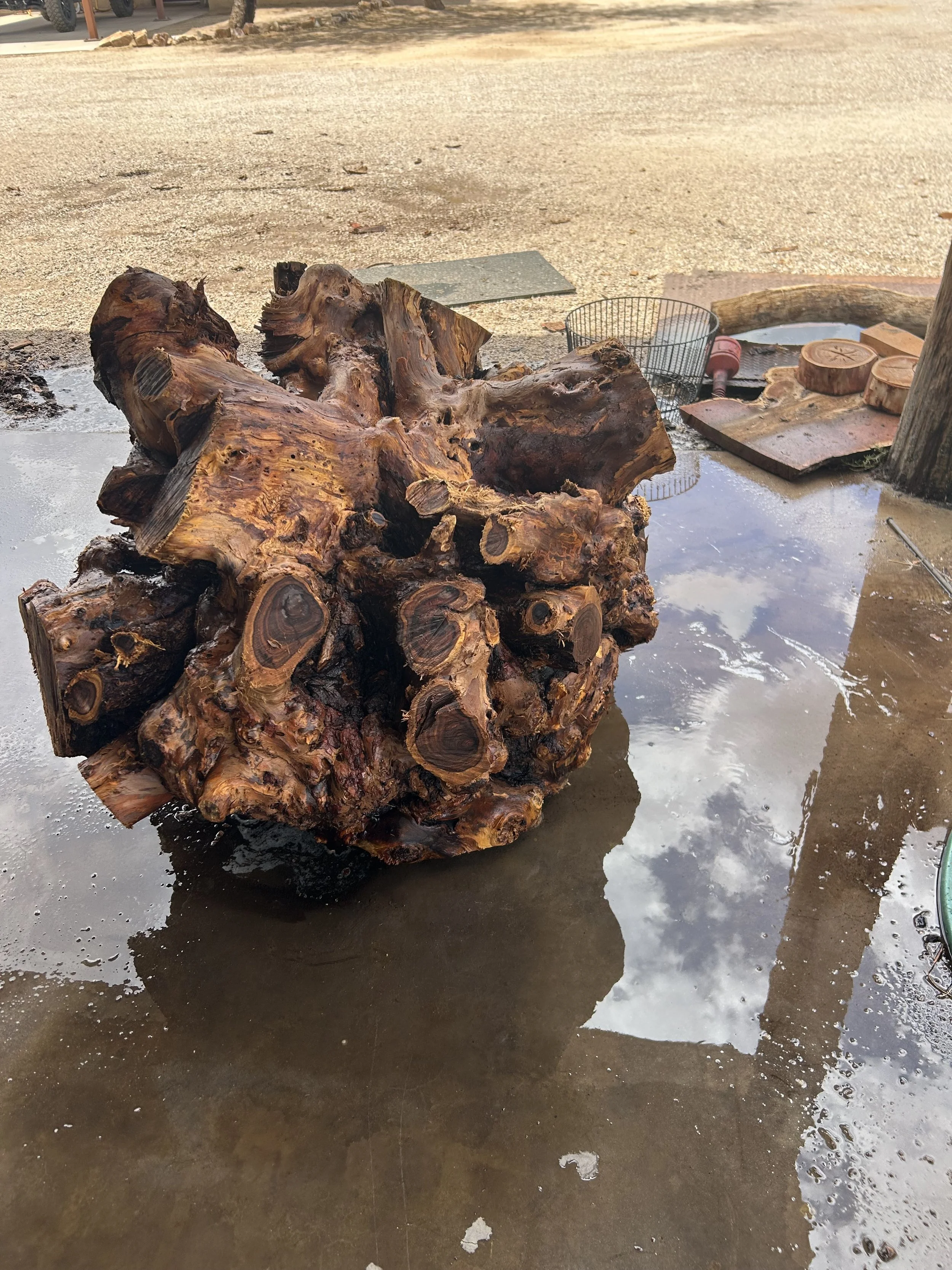 A large, twisted log sitting on a wet concrete surface outdoors, with some water reflections and small puddles nearby. In the background, there are some rocks and outdoor furniture.