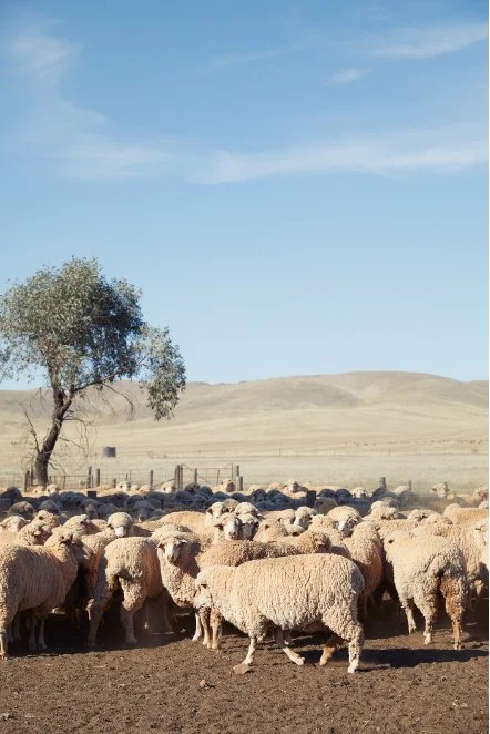 Iris&Wool_Sheep.jpg