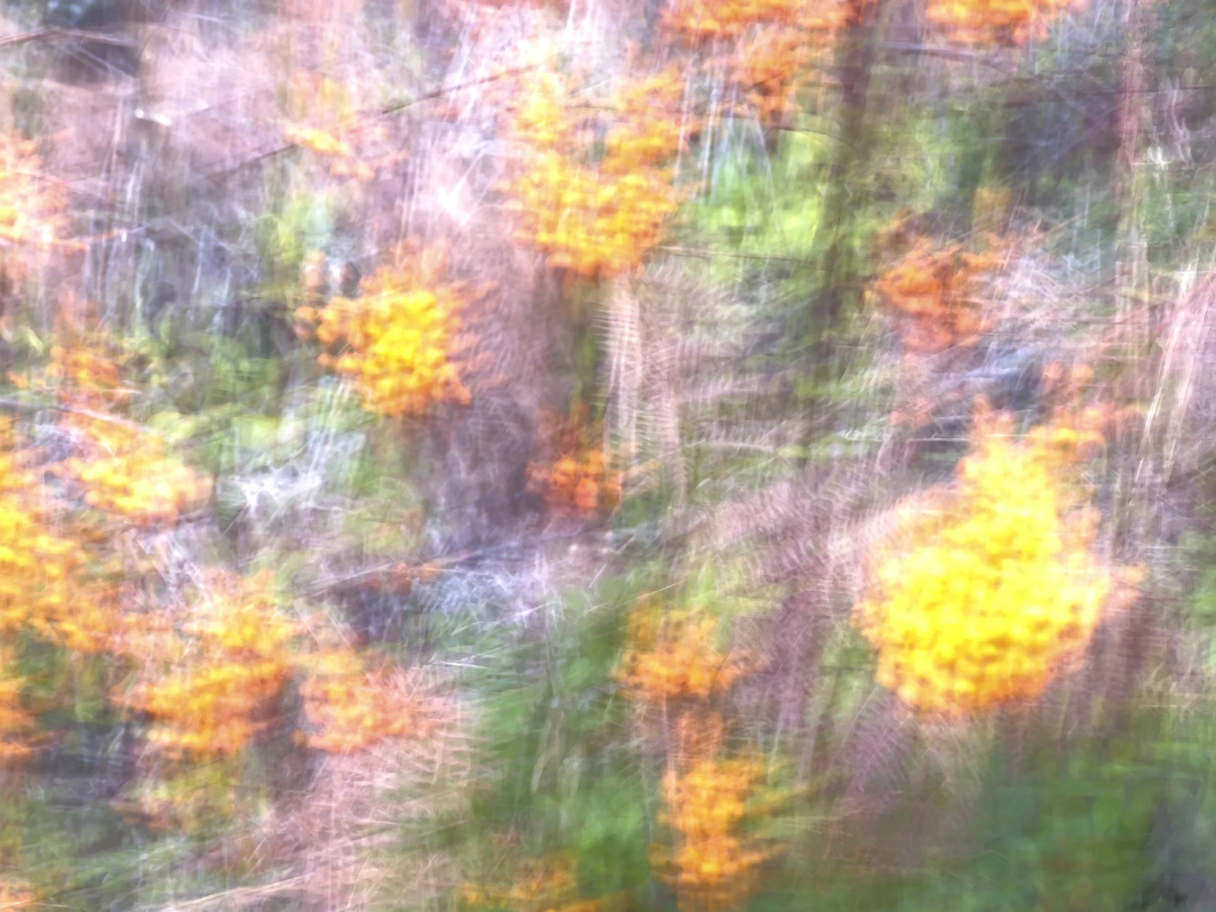 firethorn at padden, ii