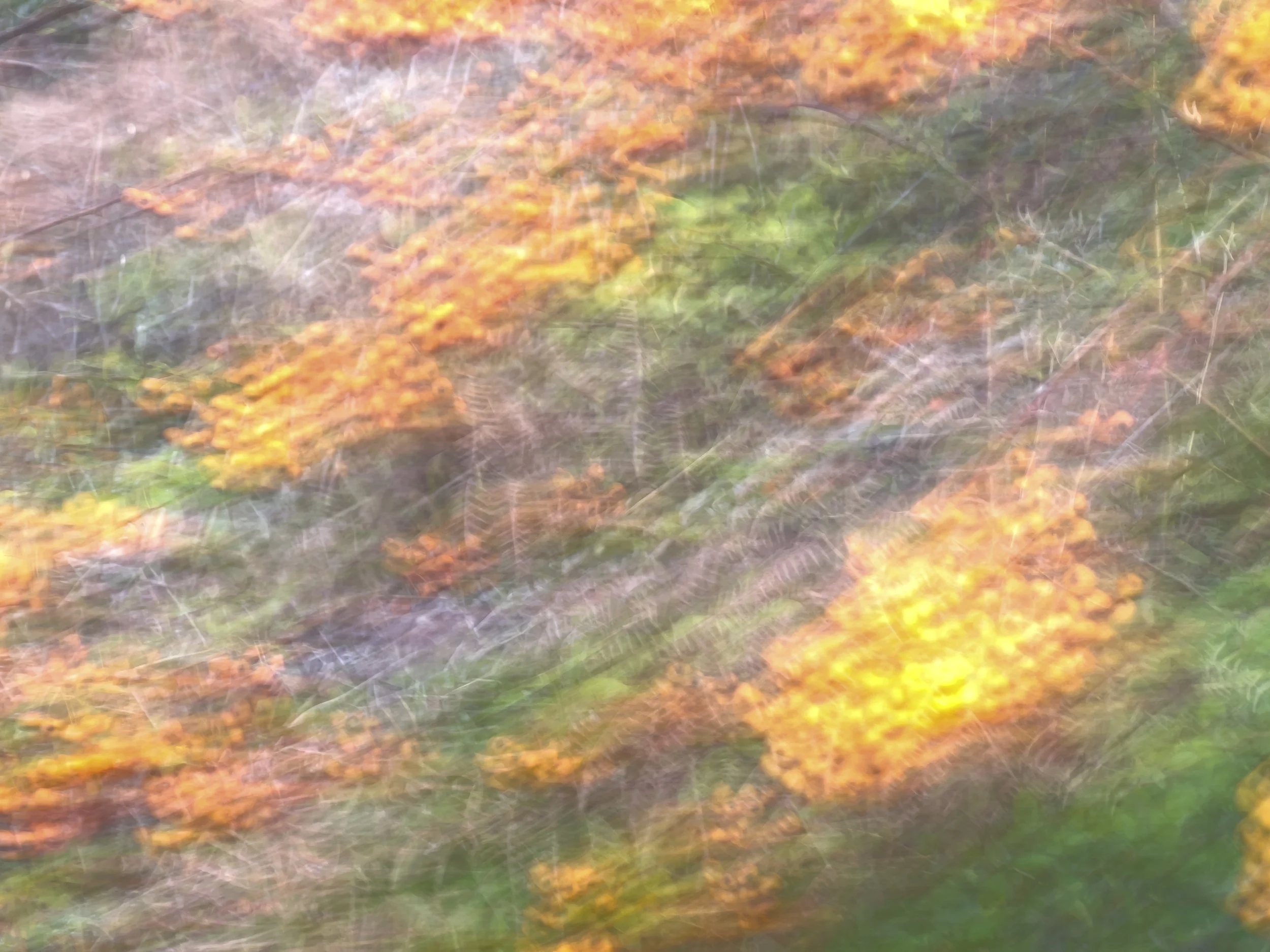 firethorn at padden, iii