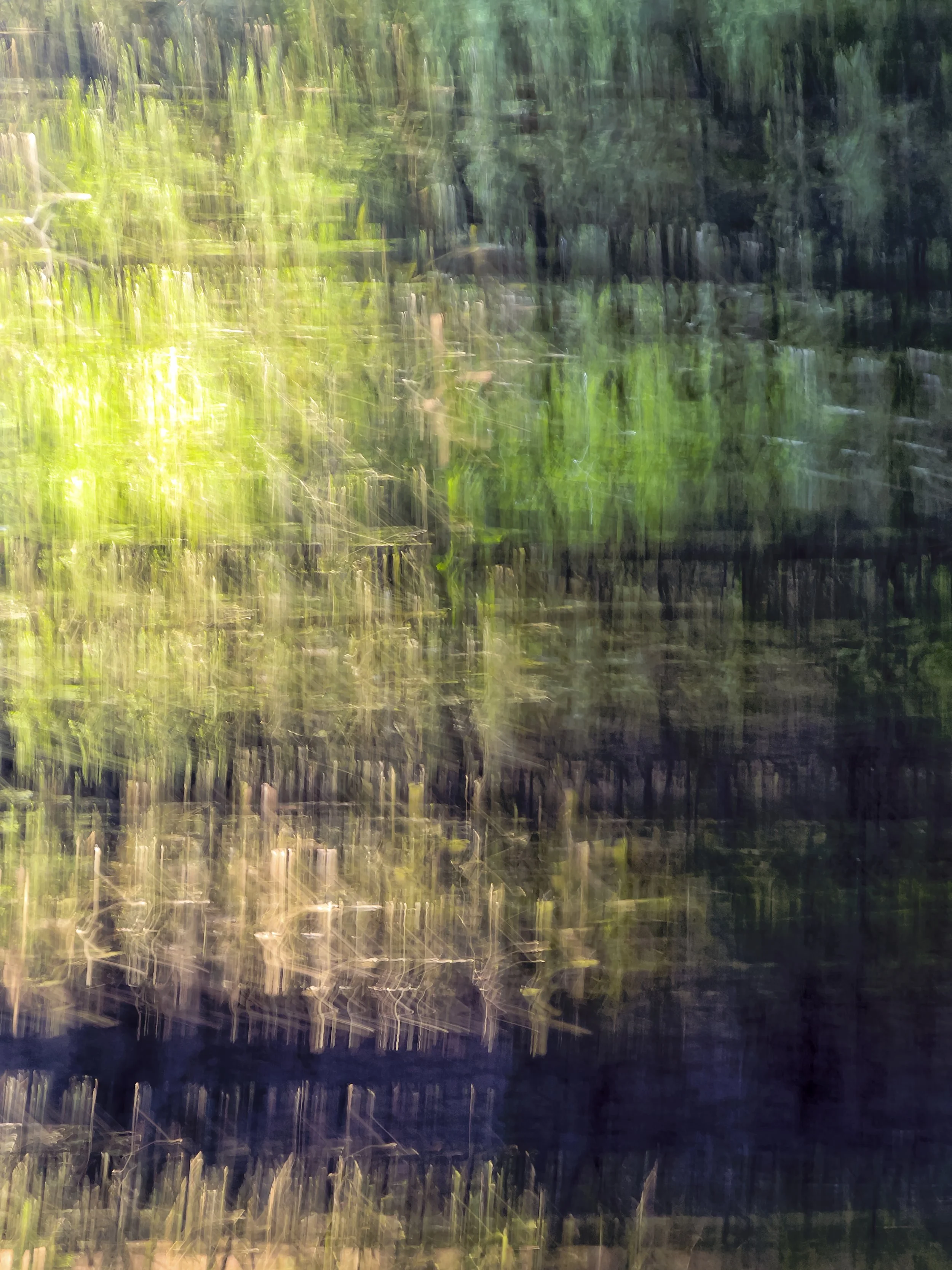 dawn chorus