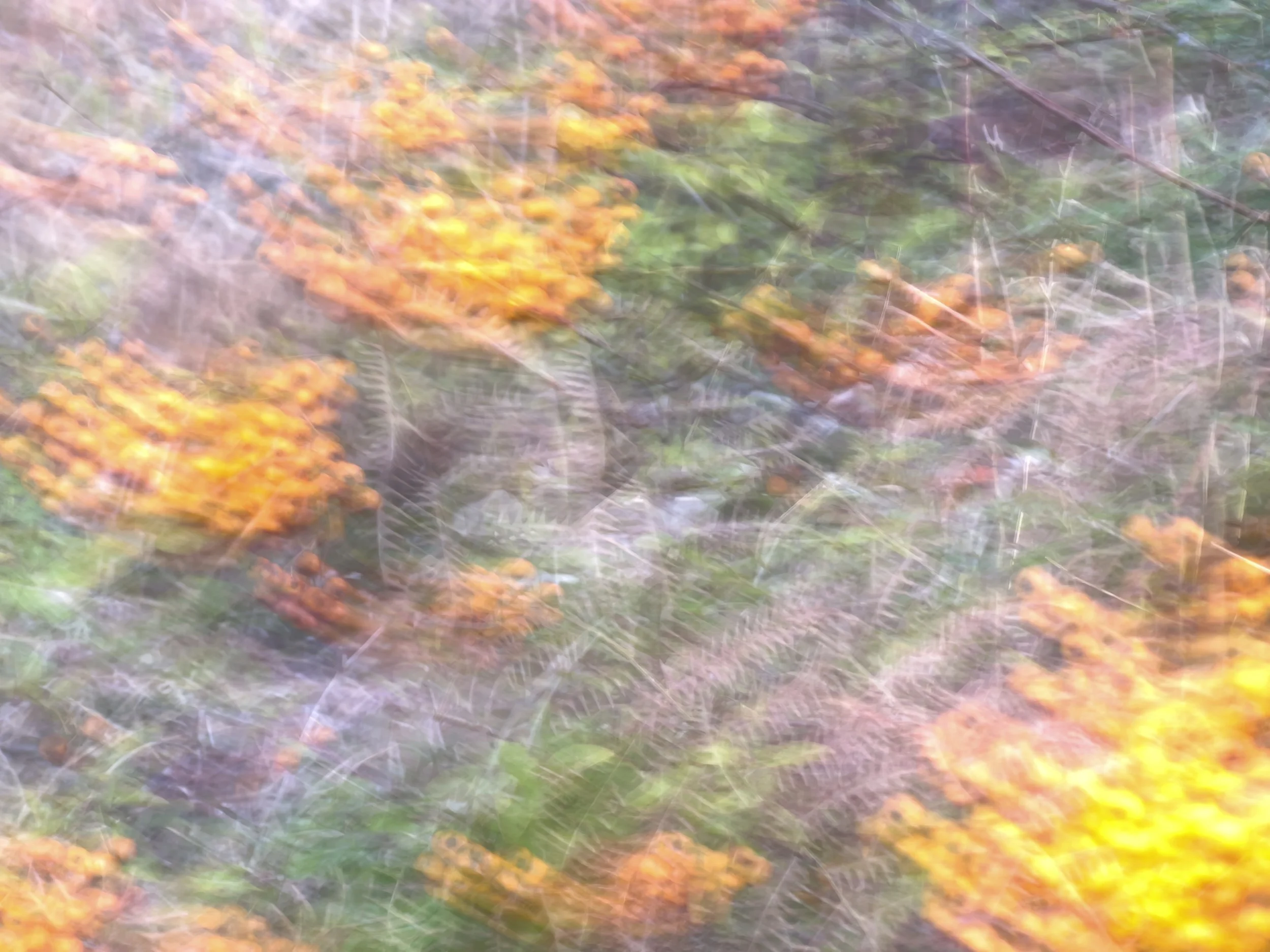 firethorn at padden, i
