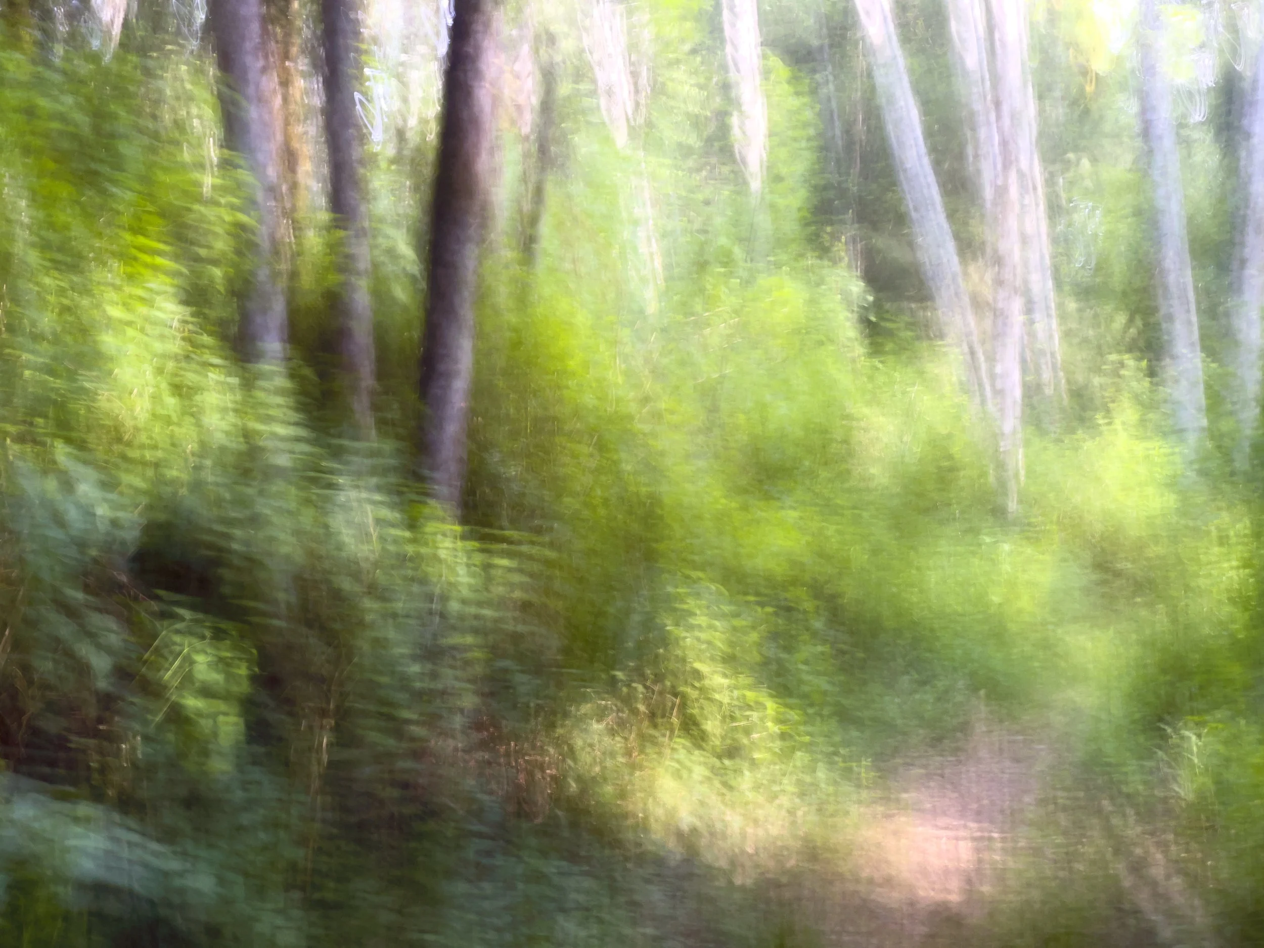 forest imp, ii