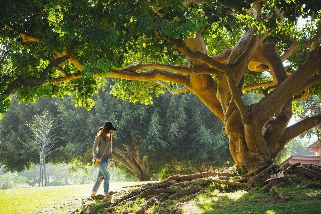Woman walking under large fig tree